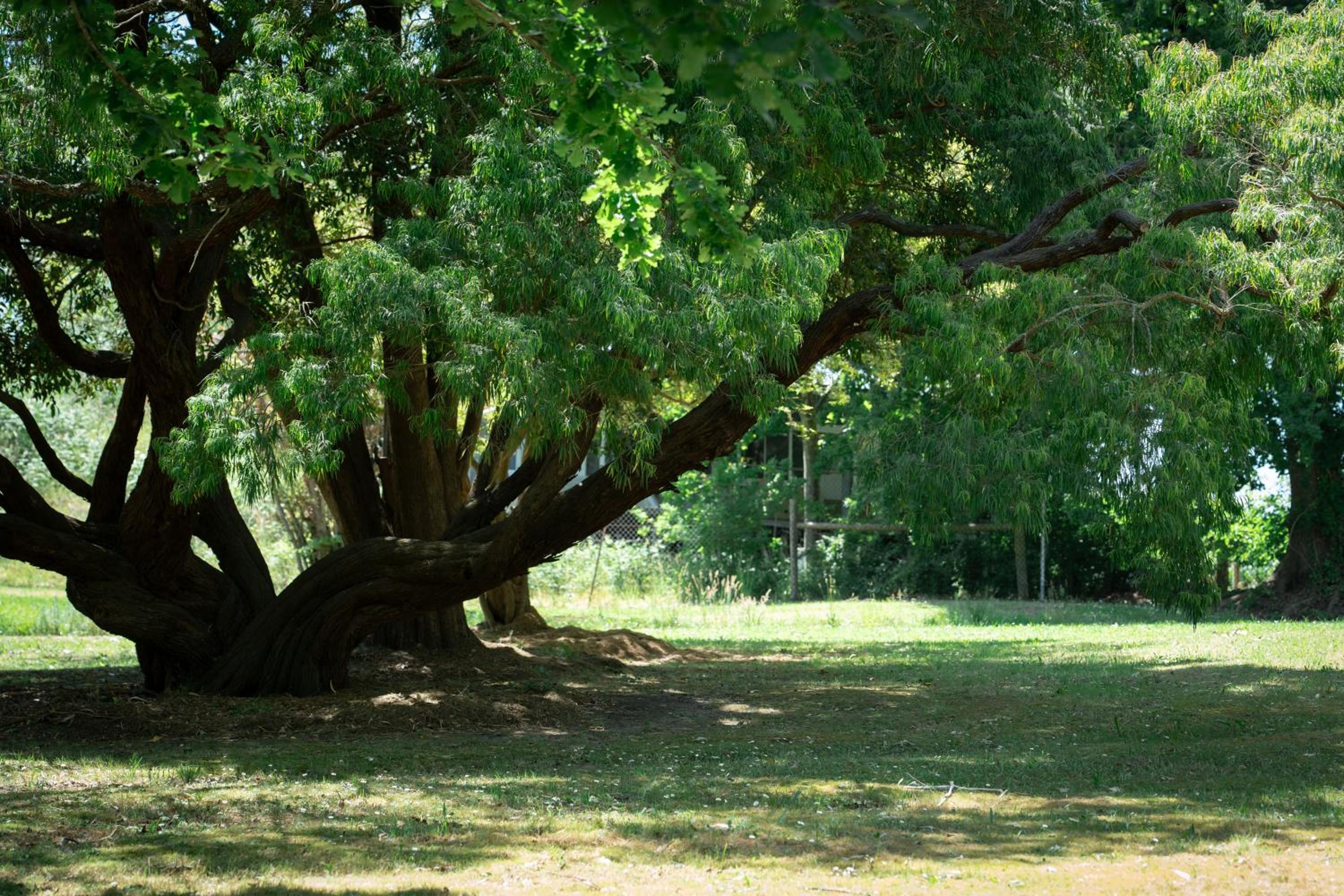 Montrose Manor of Healing