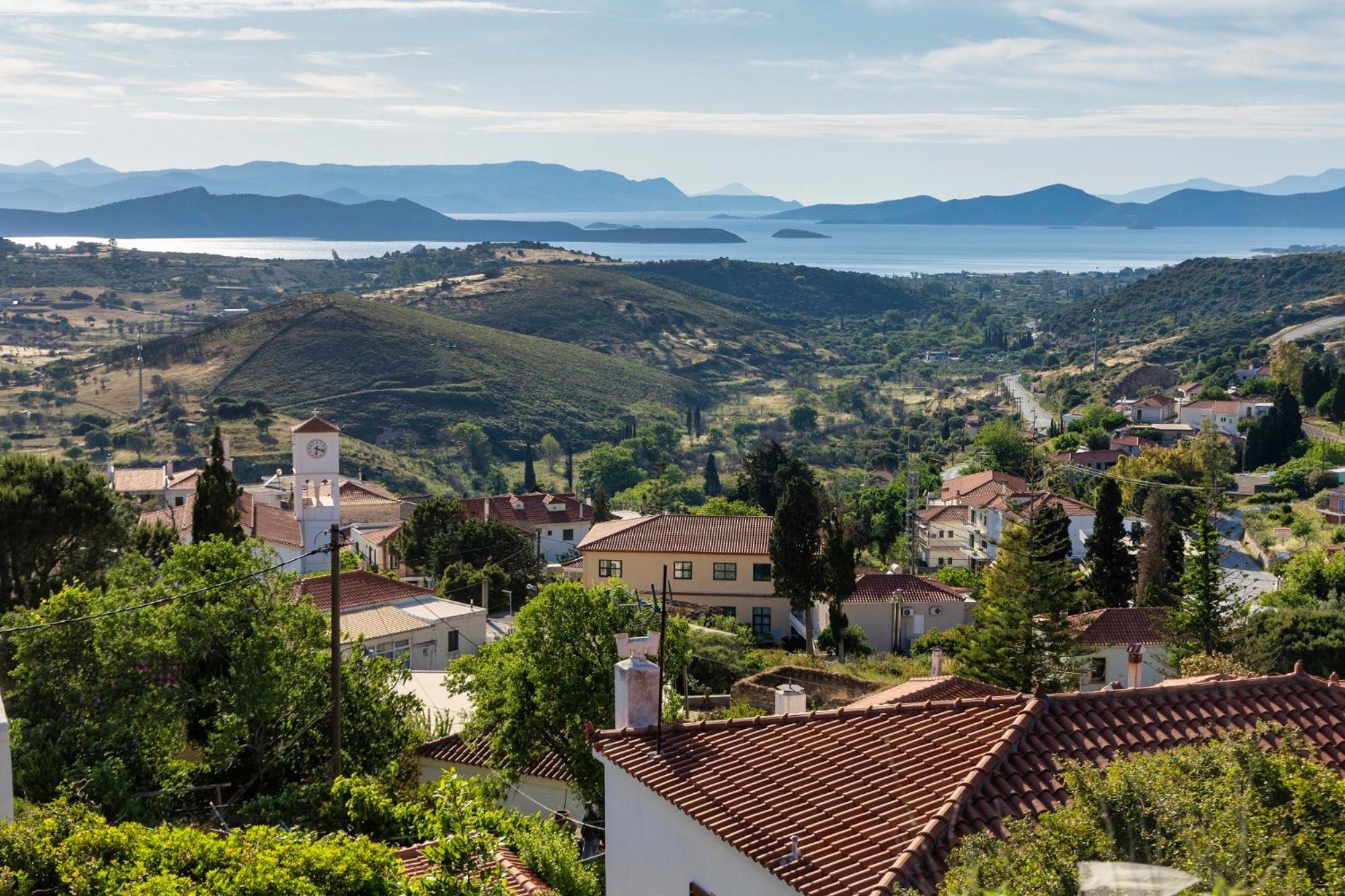 Land Of Olive