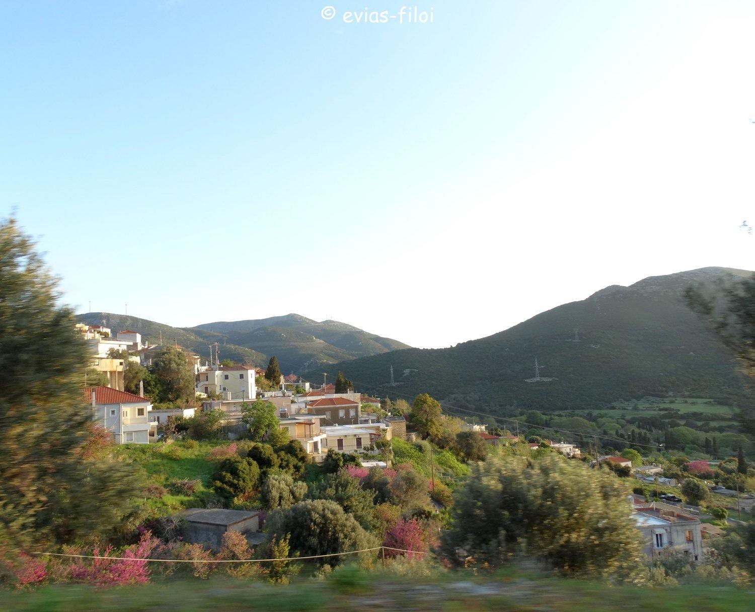 Land Of Olive