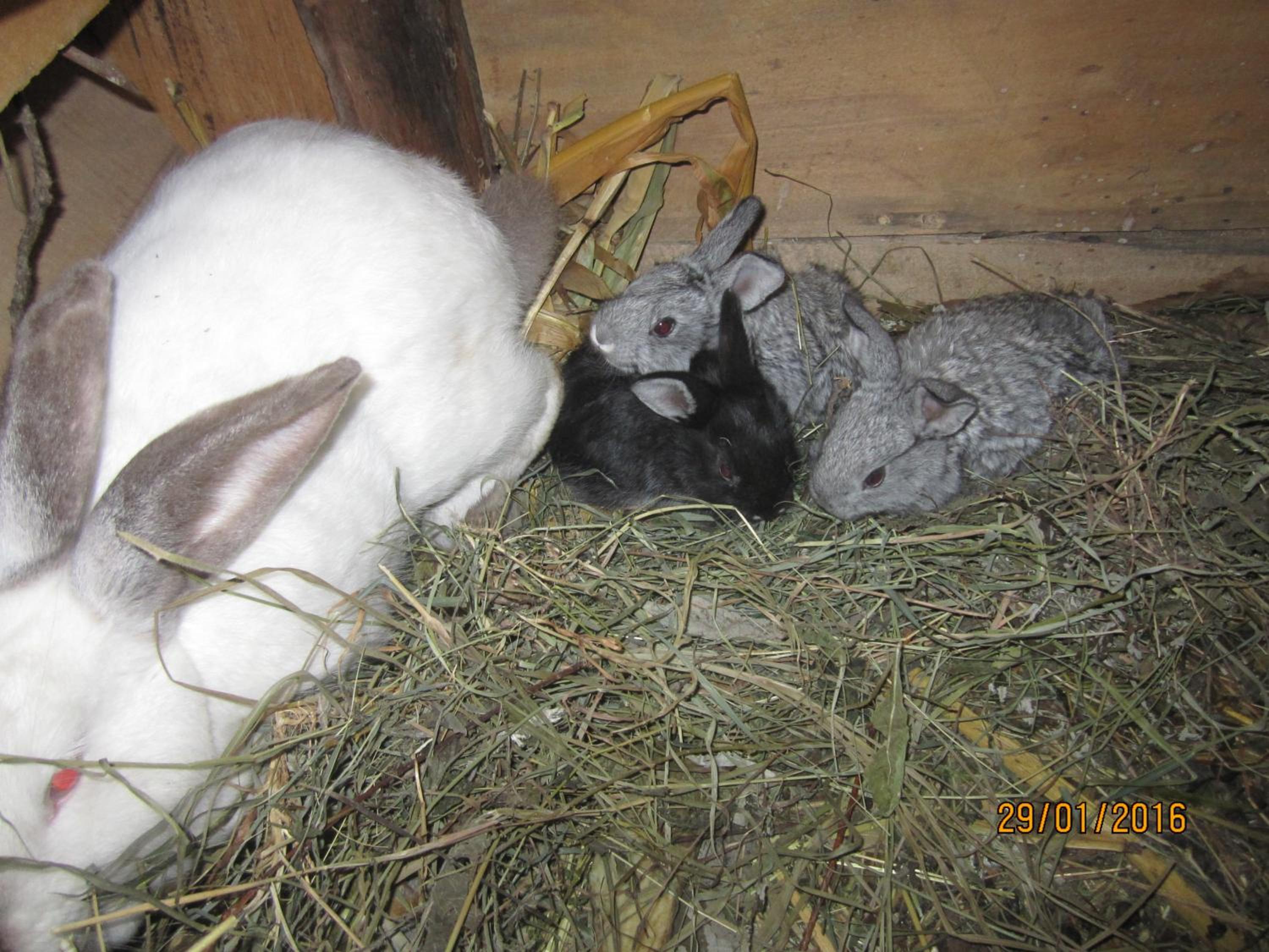 Photo 41