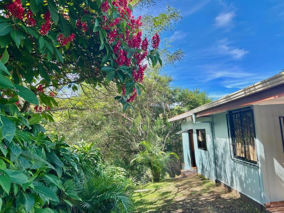 Cozyhousetangara