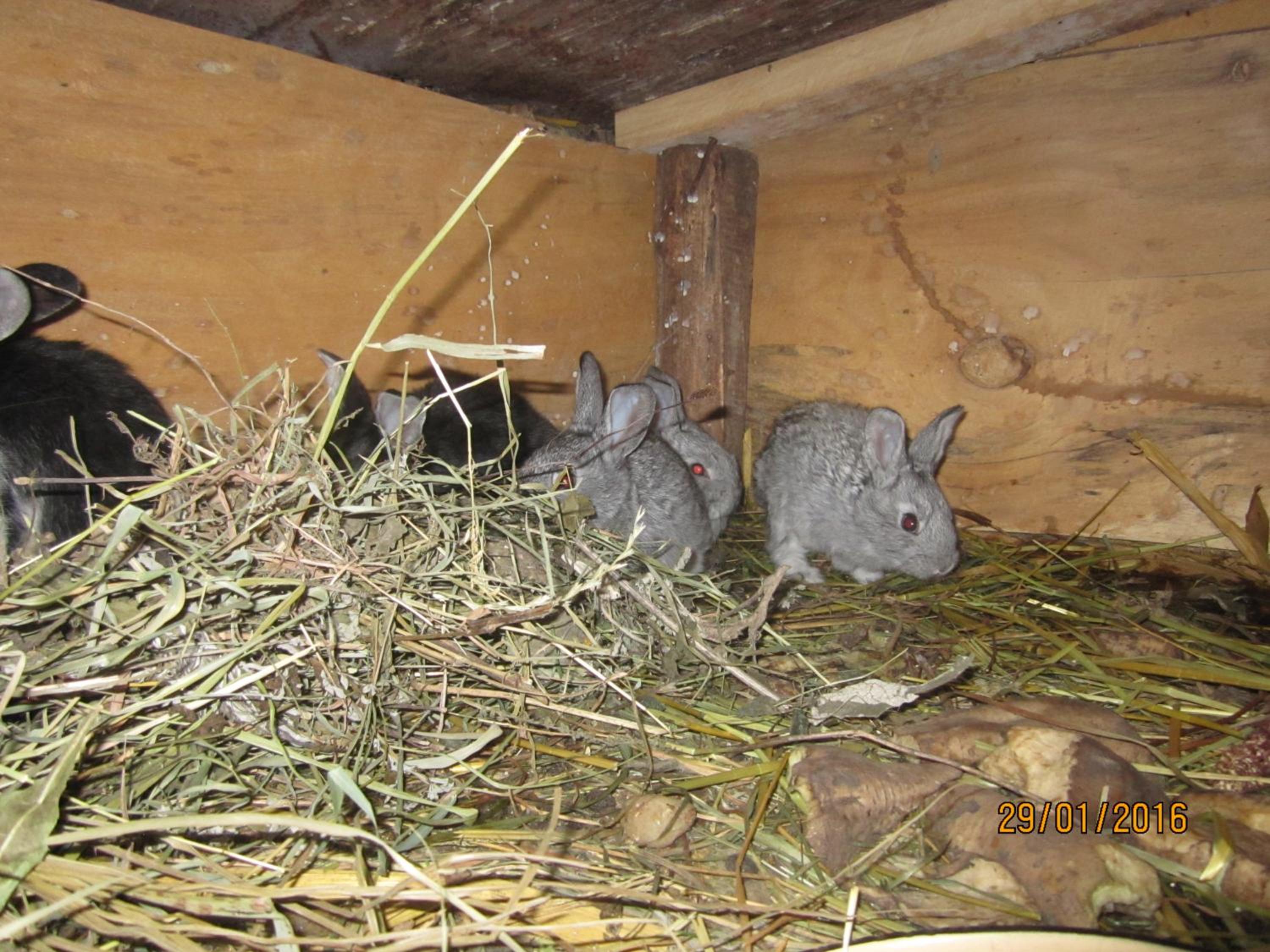 Photo 40