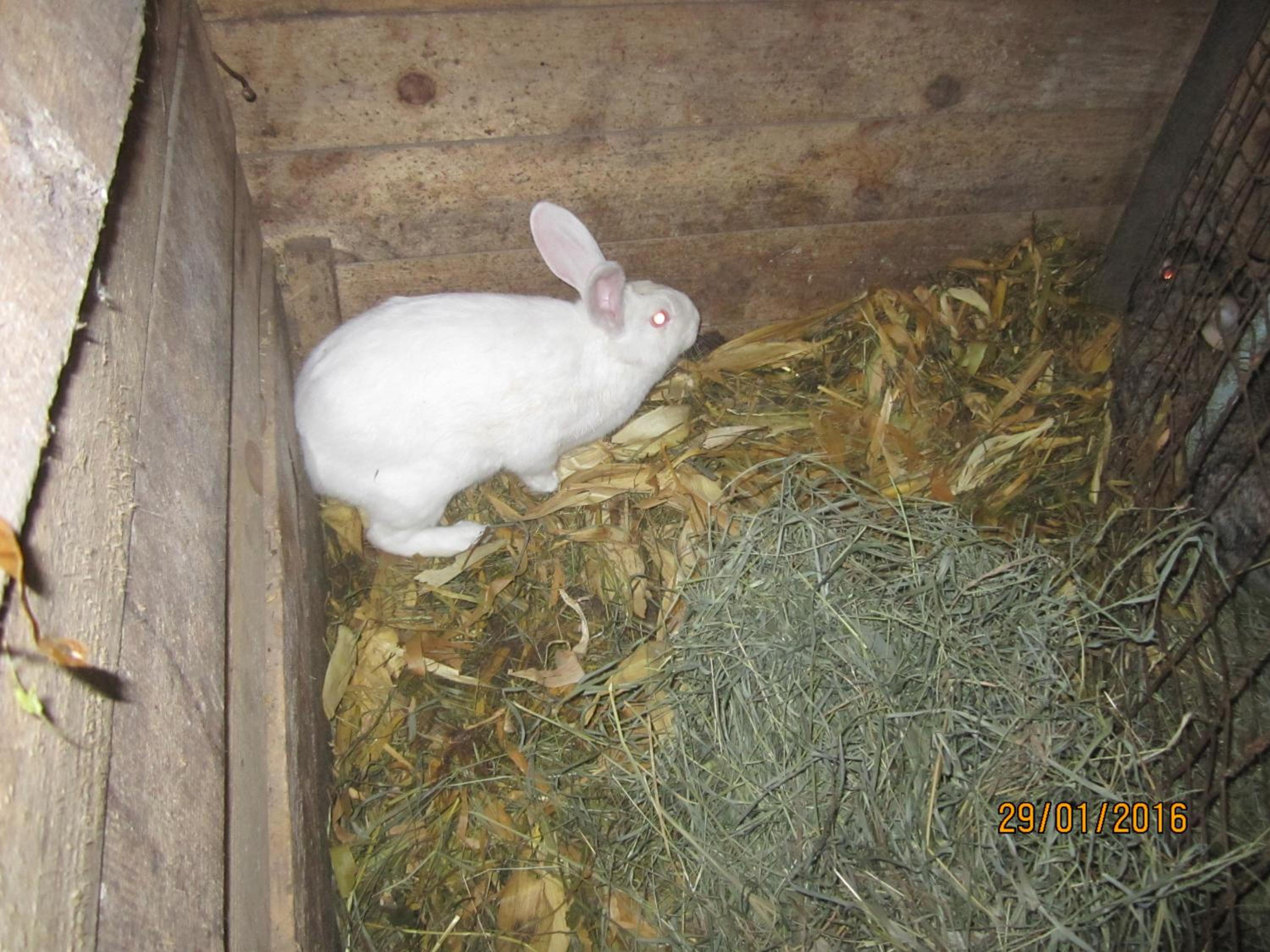 Photo 38
