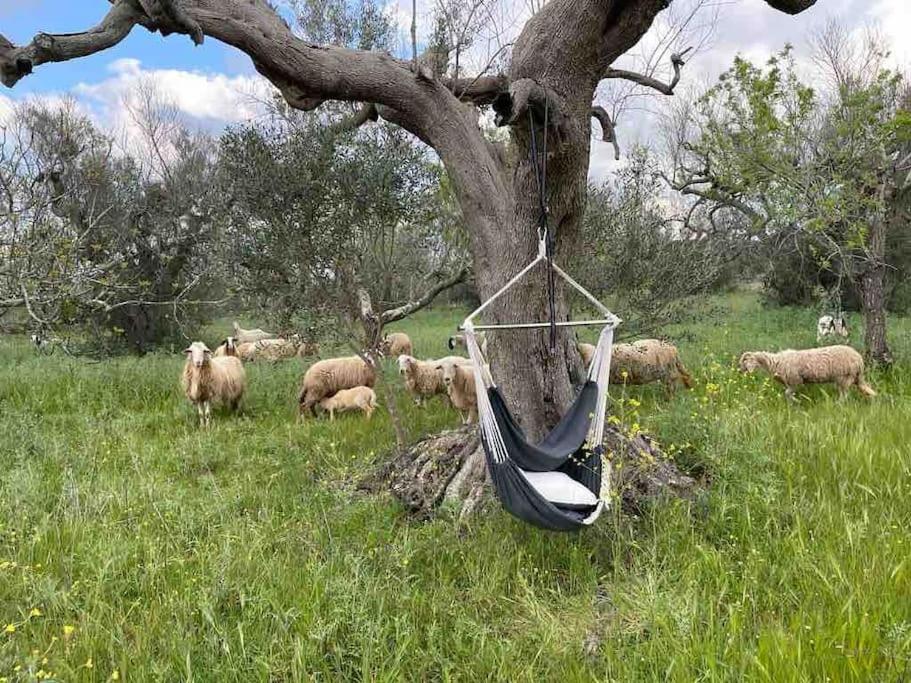 Antica Pajara Salentina Il fico d'india
