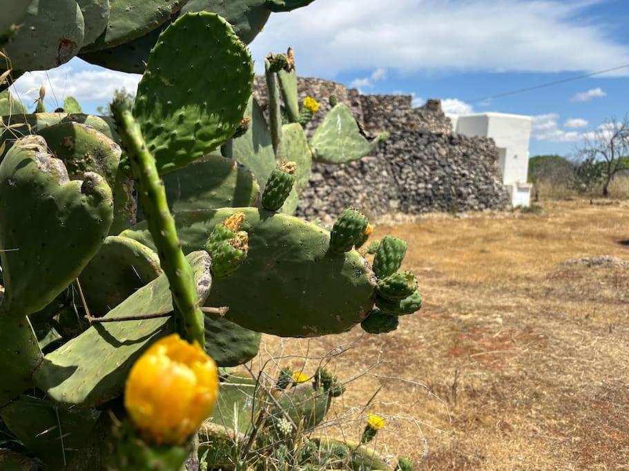 Antica Pajara Salentina Il fico d'india