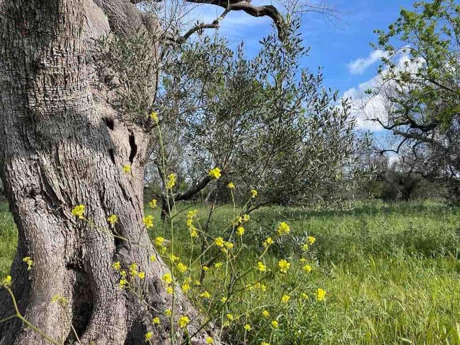 Antica Pajara Salentina Il fico d'india