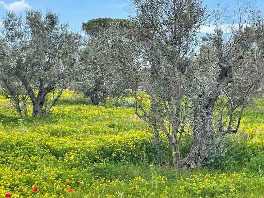 Antica Pajara Salentina Il fico d'india