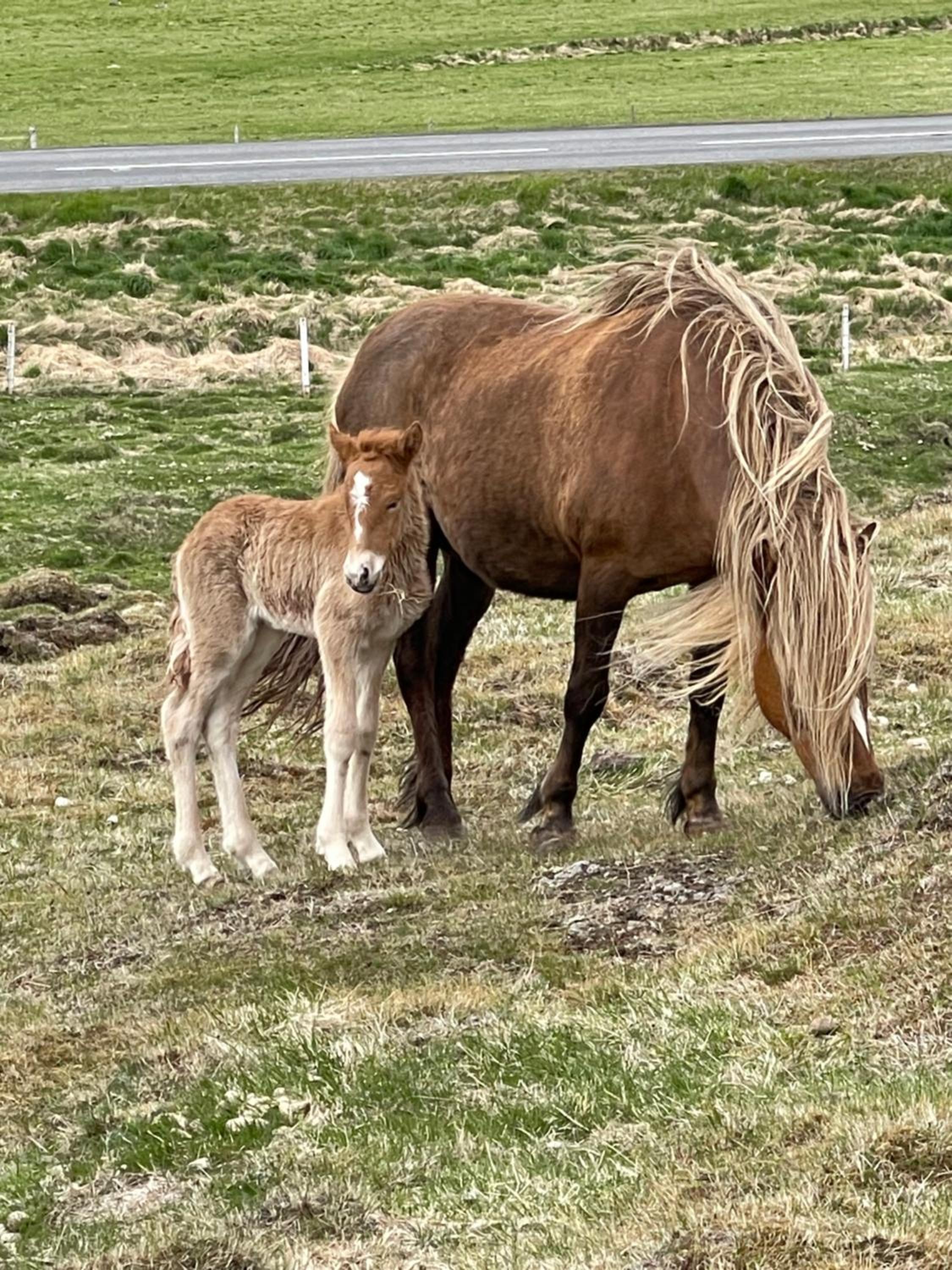 Miðsitja Horsefarm