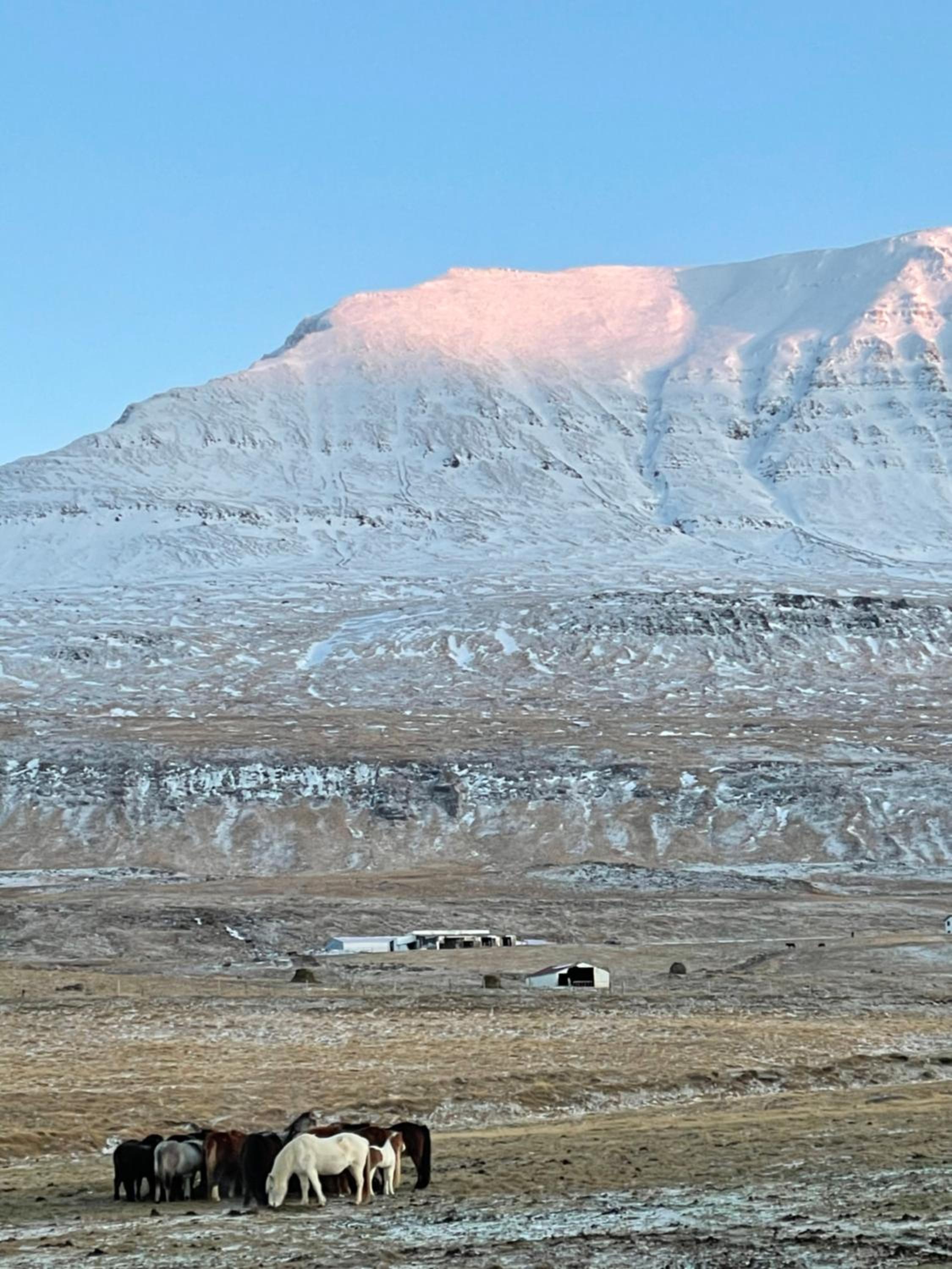 Miðsitja Horsefarm