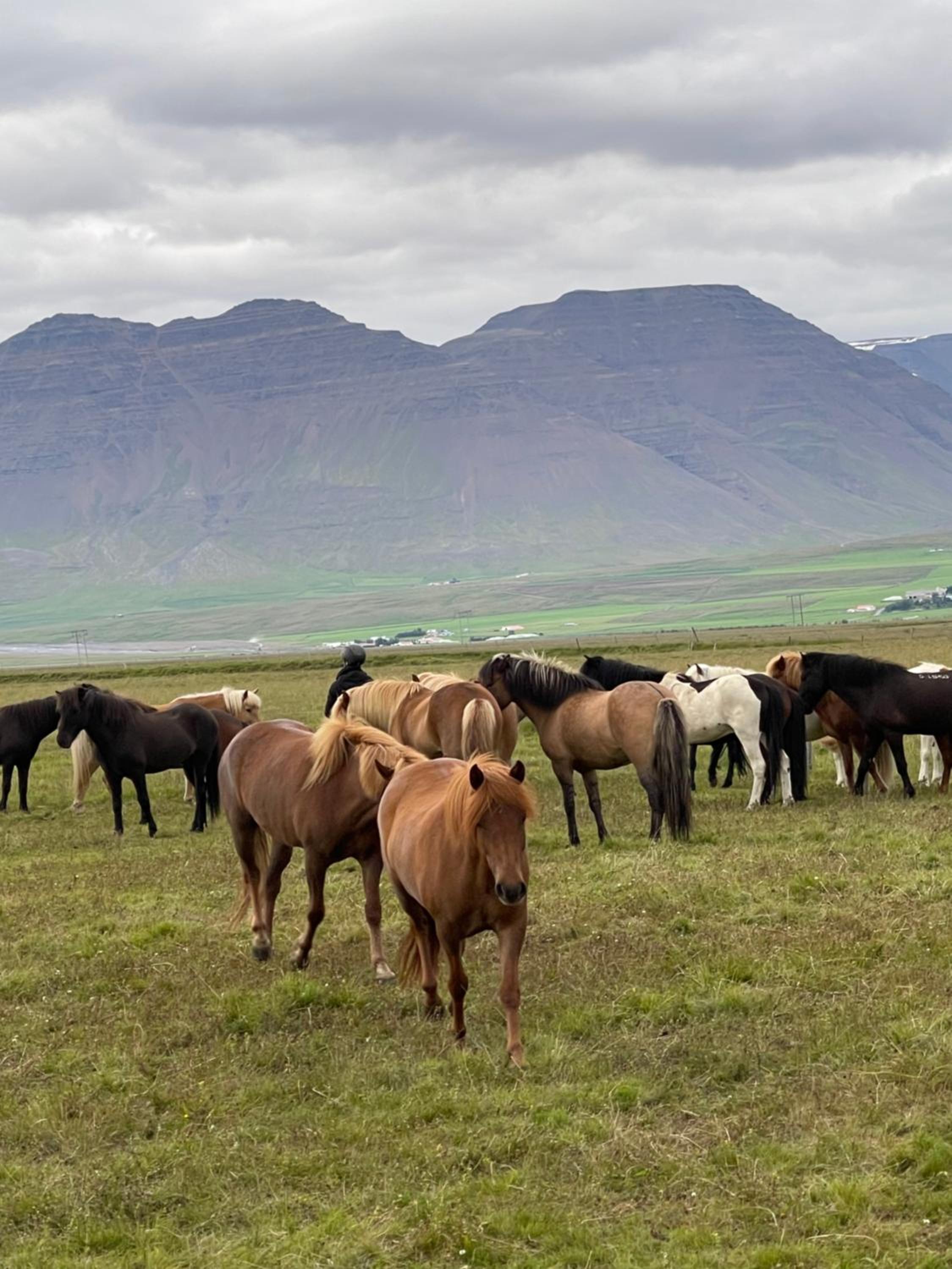 Miðsitja Horsefarm