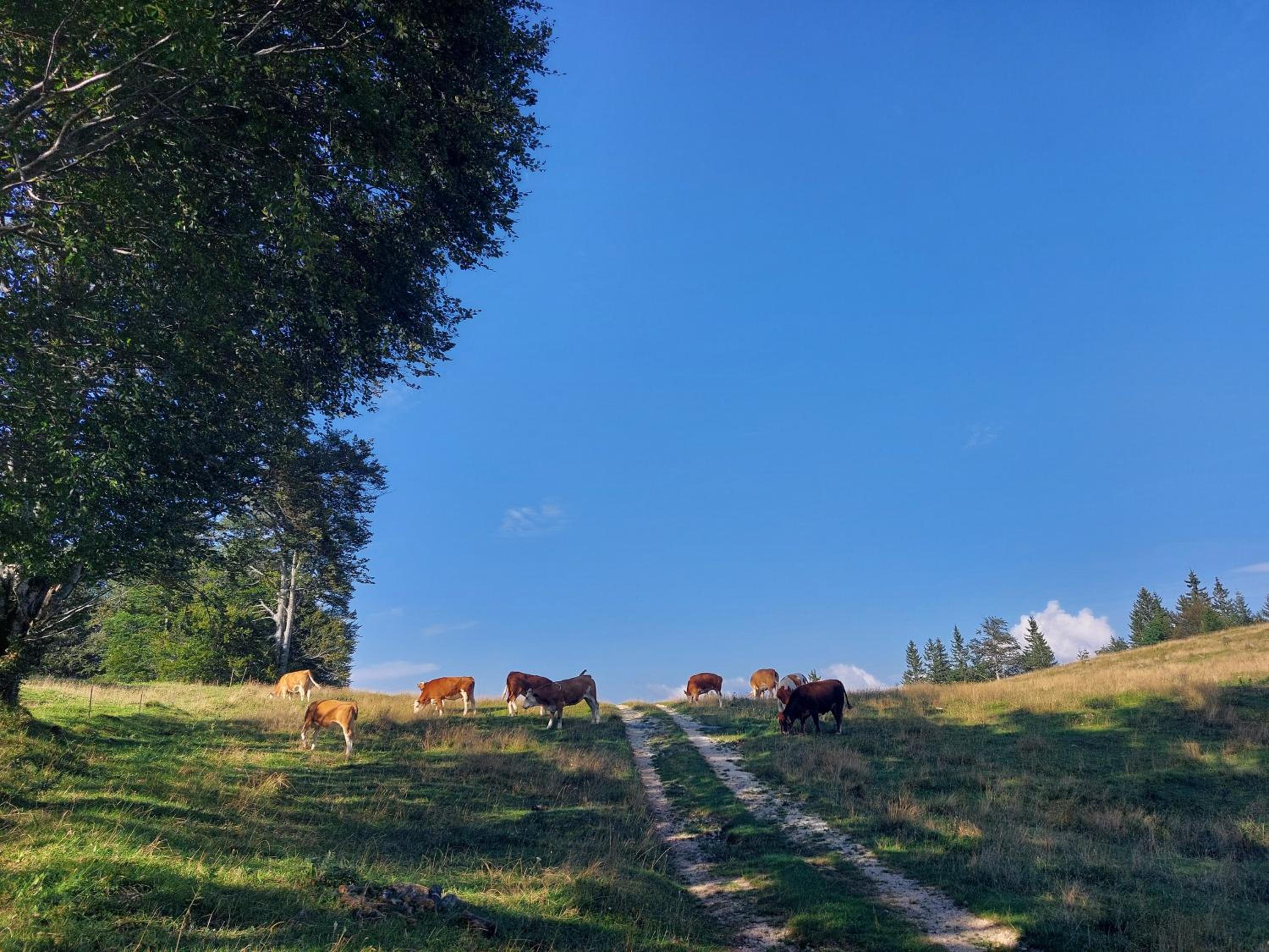 Koča Lipa pod Veliko planino view 5