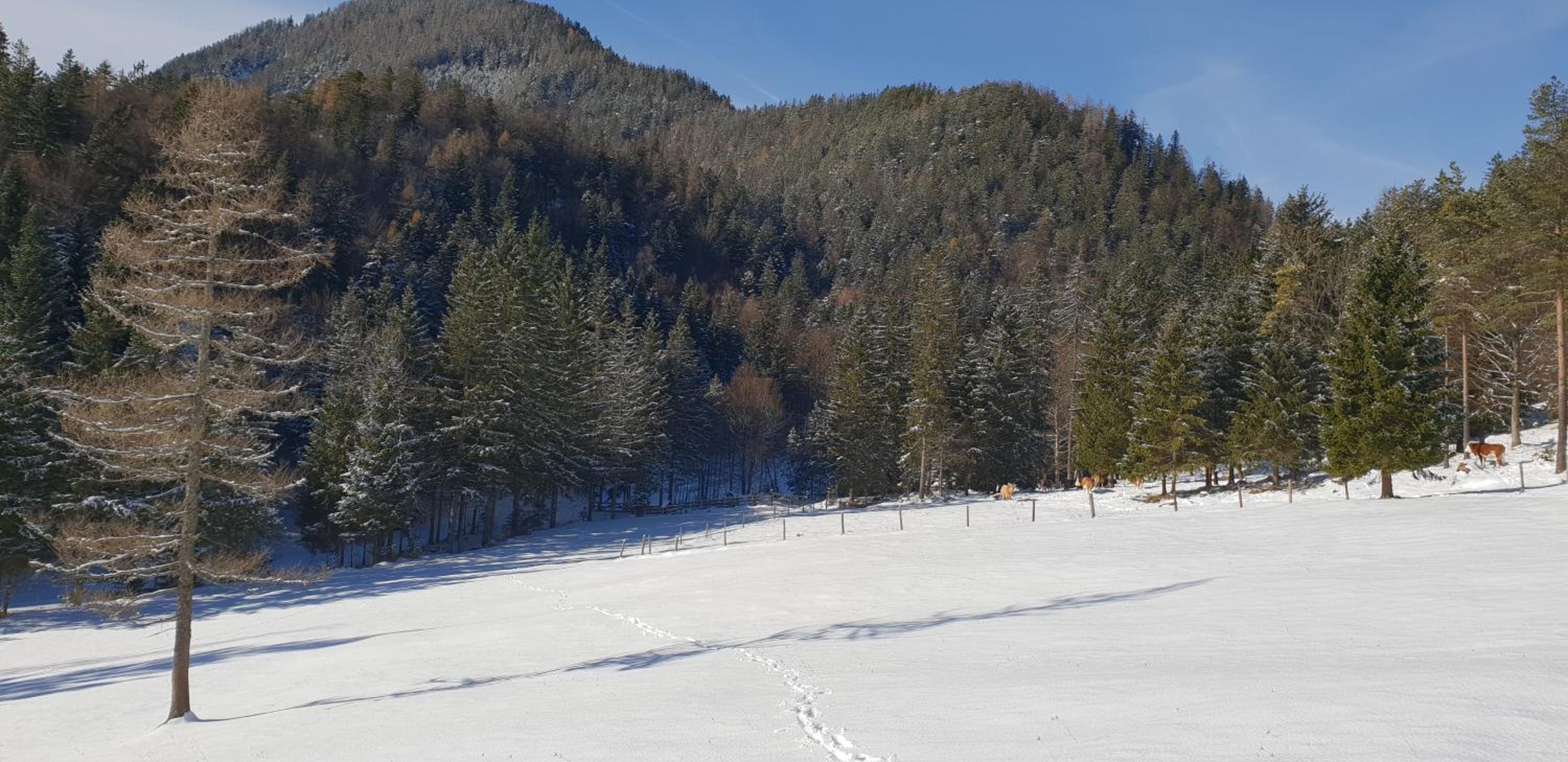 Bauernchalet Orainza