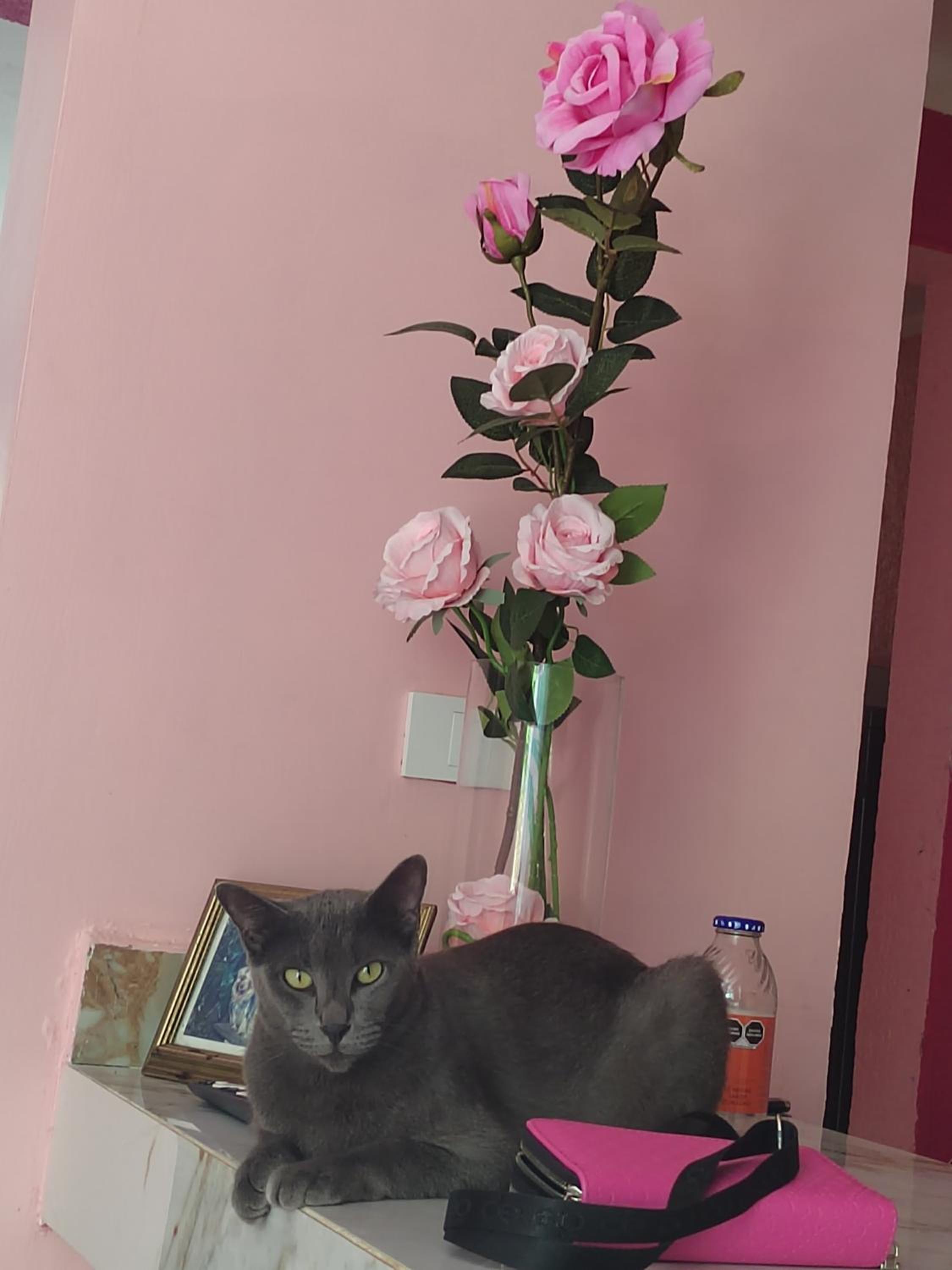 Barbie home
