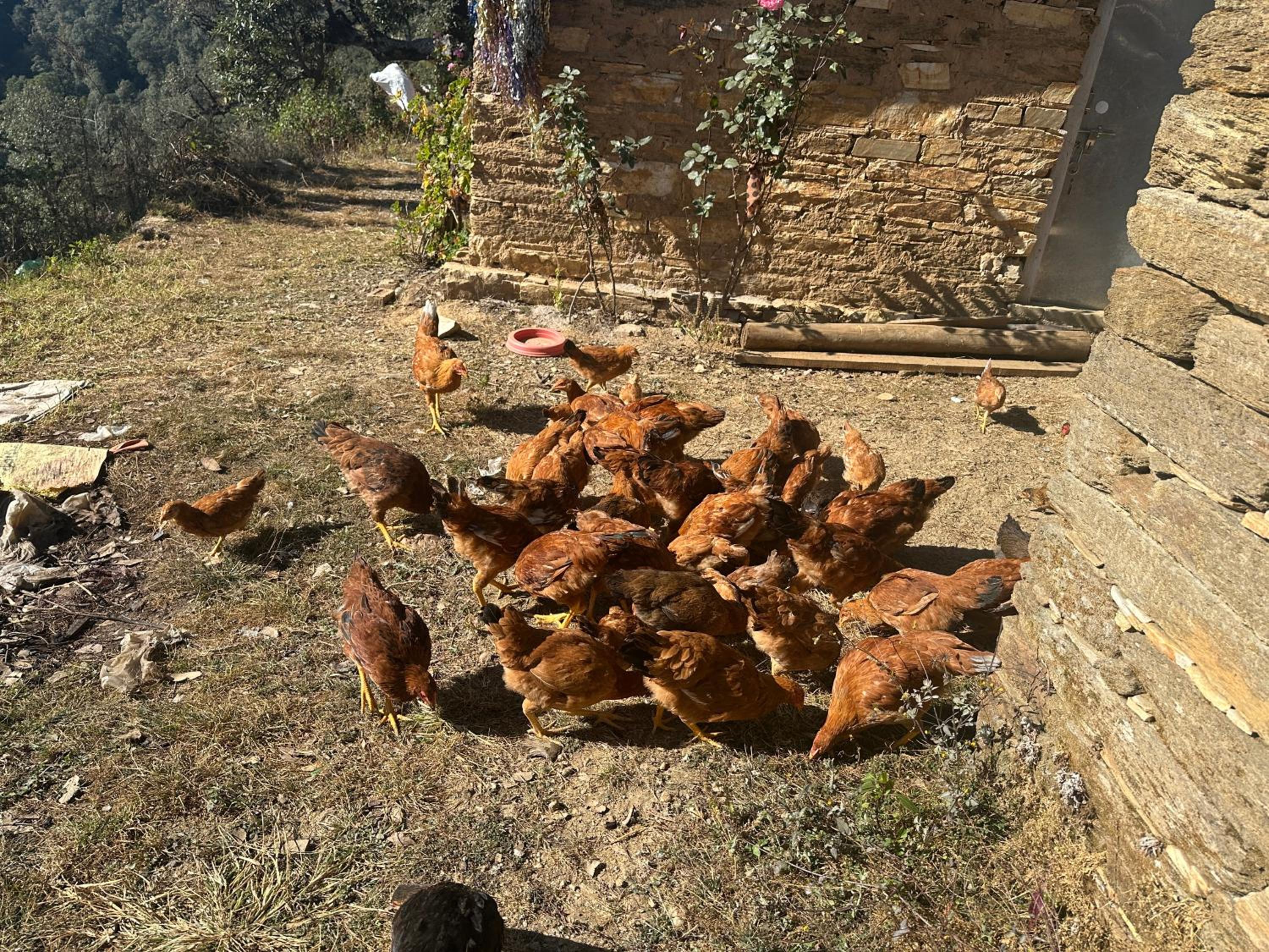 Stonewood Homestay