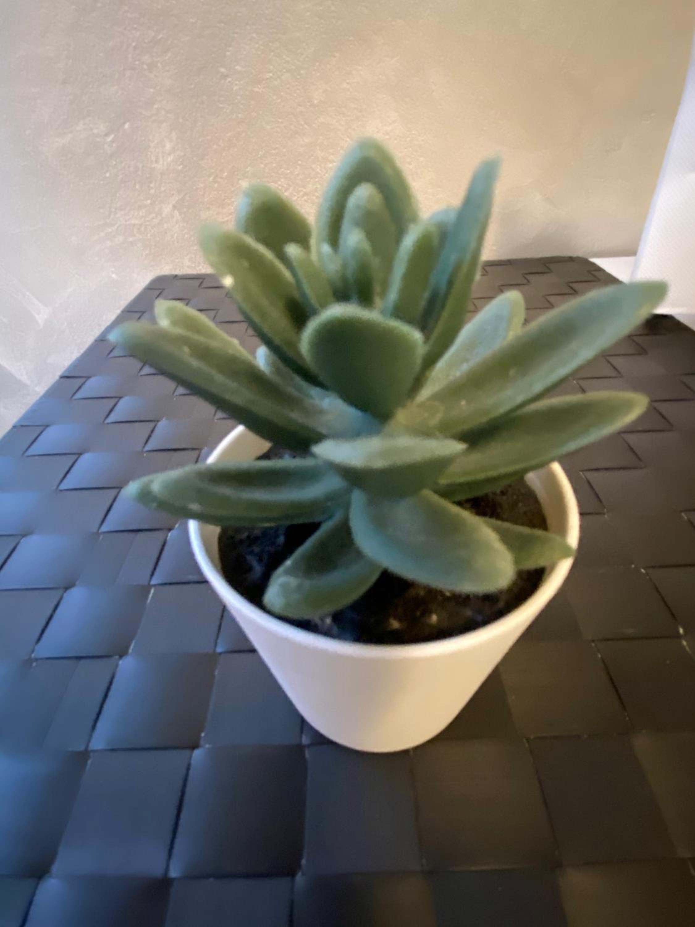 Elegant Appartament