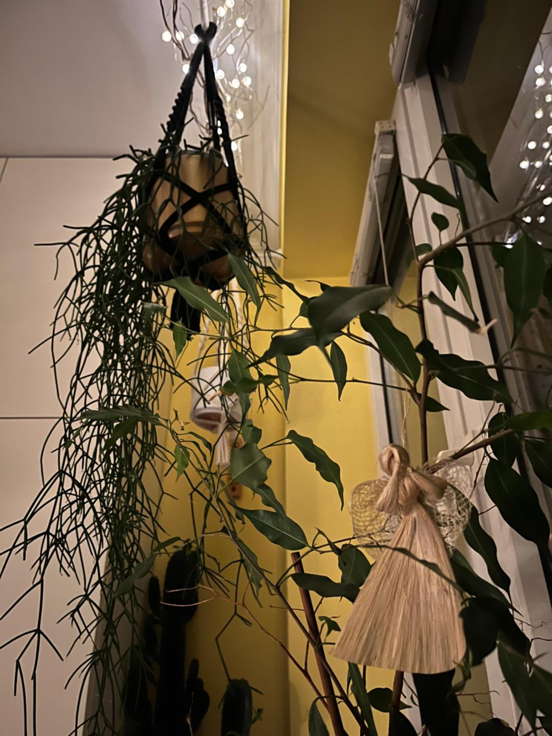 Greenthumb Praska