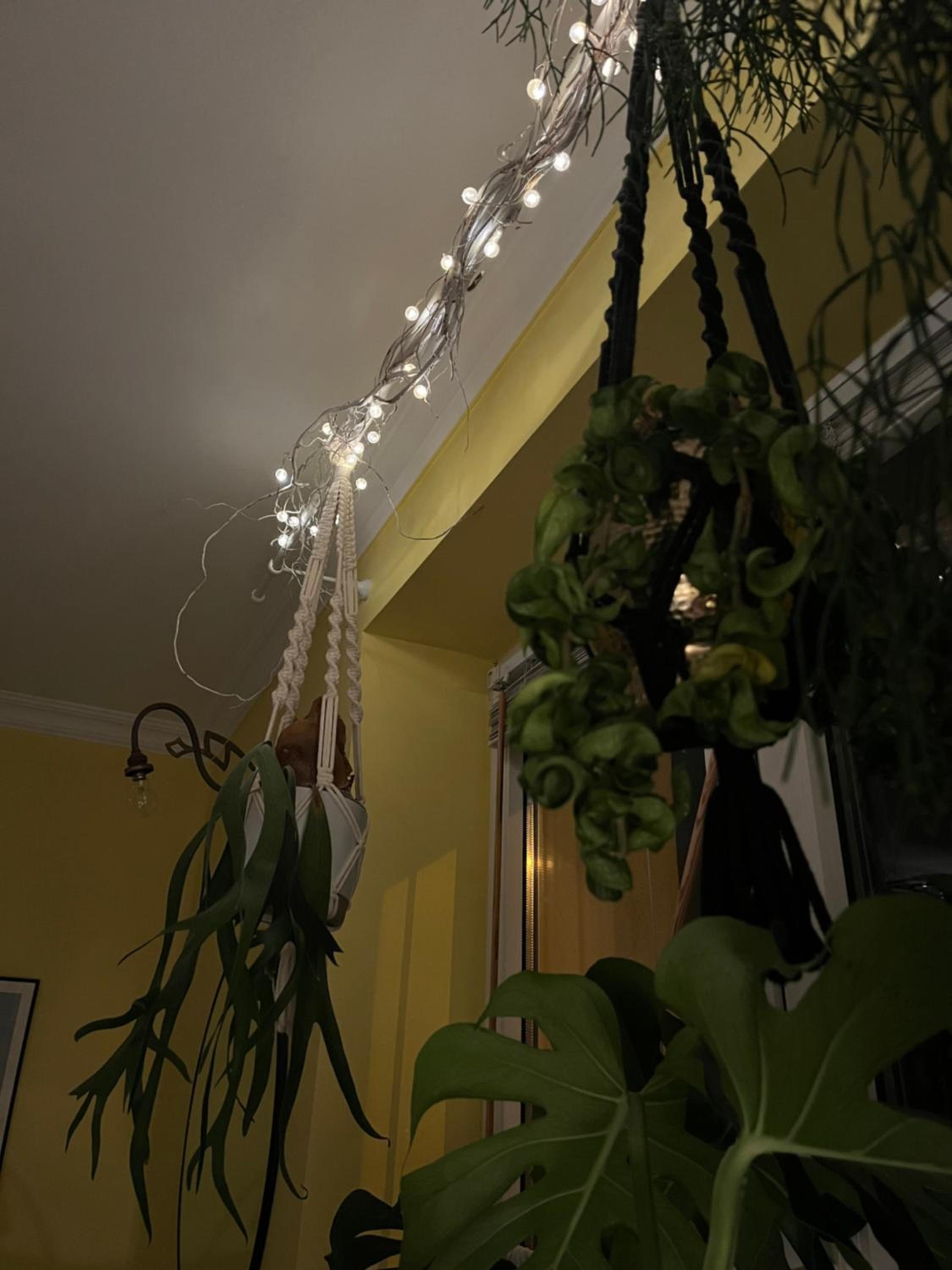 Greenthumb Praska