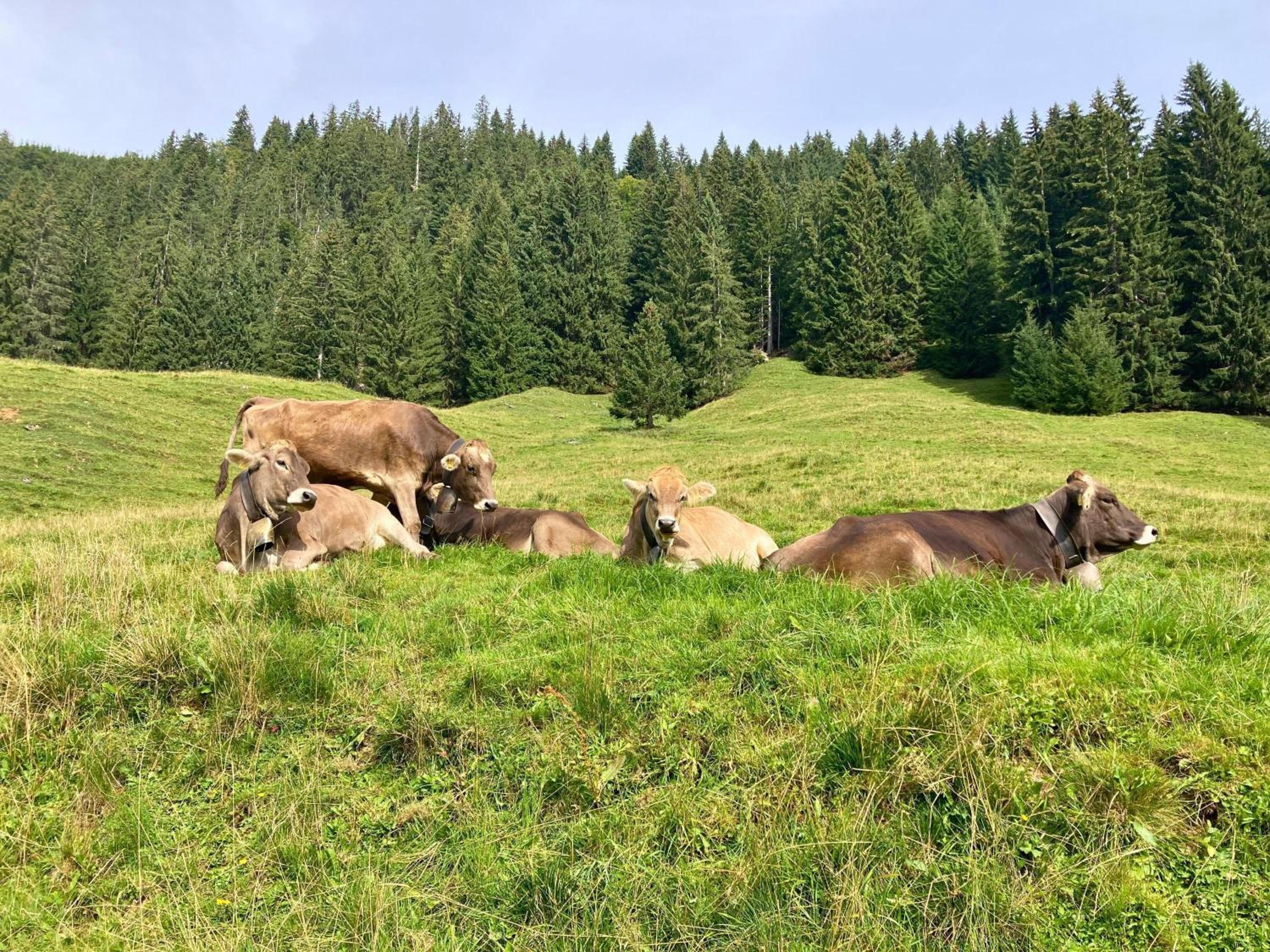 Ferienwohnung Bergleuchten