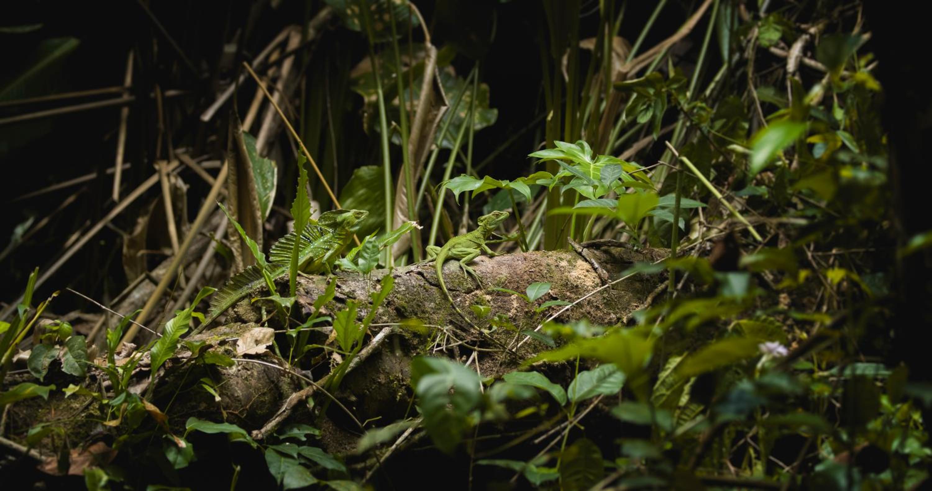 Casa Grande at Pacuare Reserve