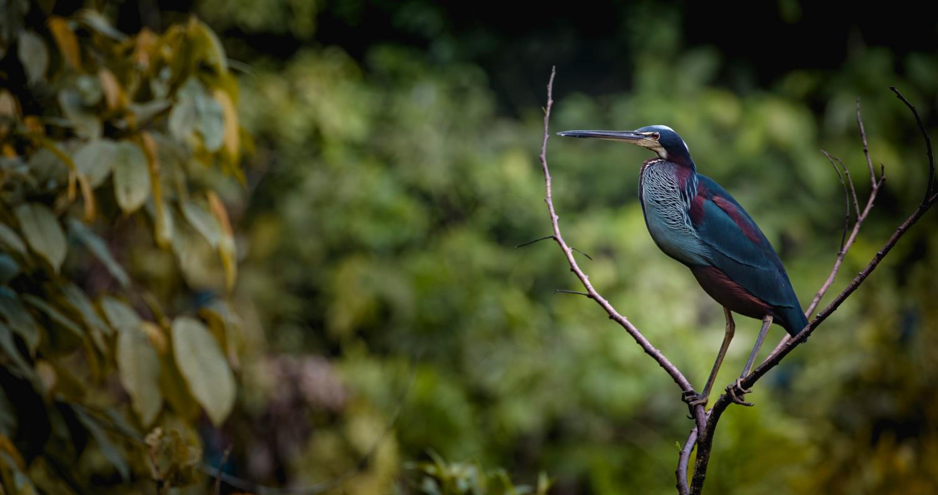 Casa Grande at Pacuare Reserve