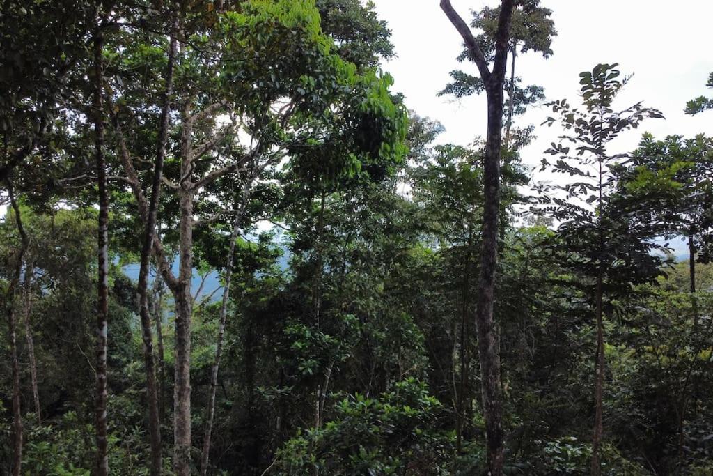 Pandanus Lodge & Retreats Bungalow Orchidee