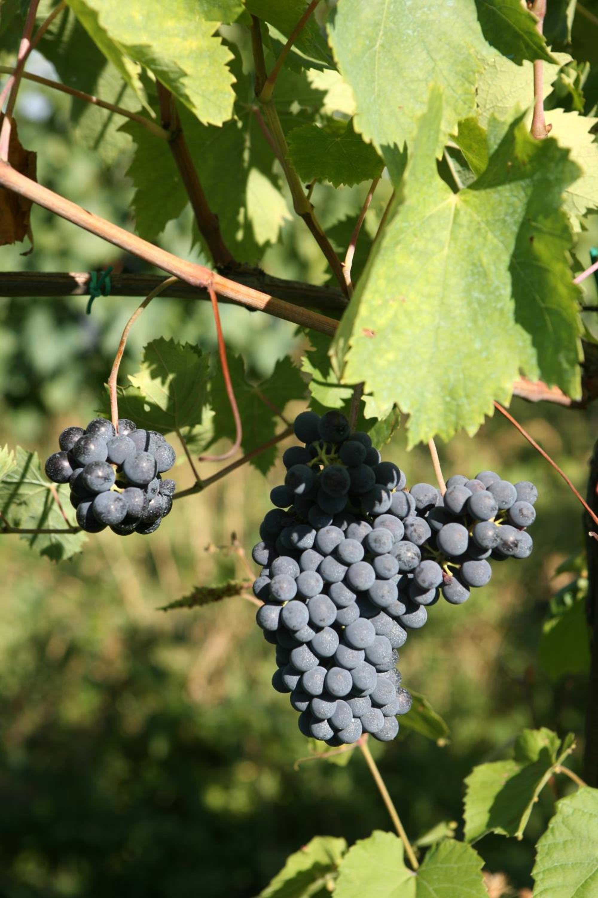 Tenuta Santini