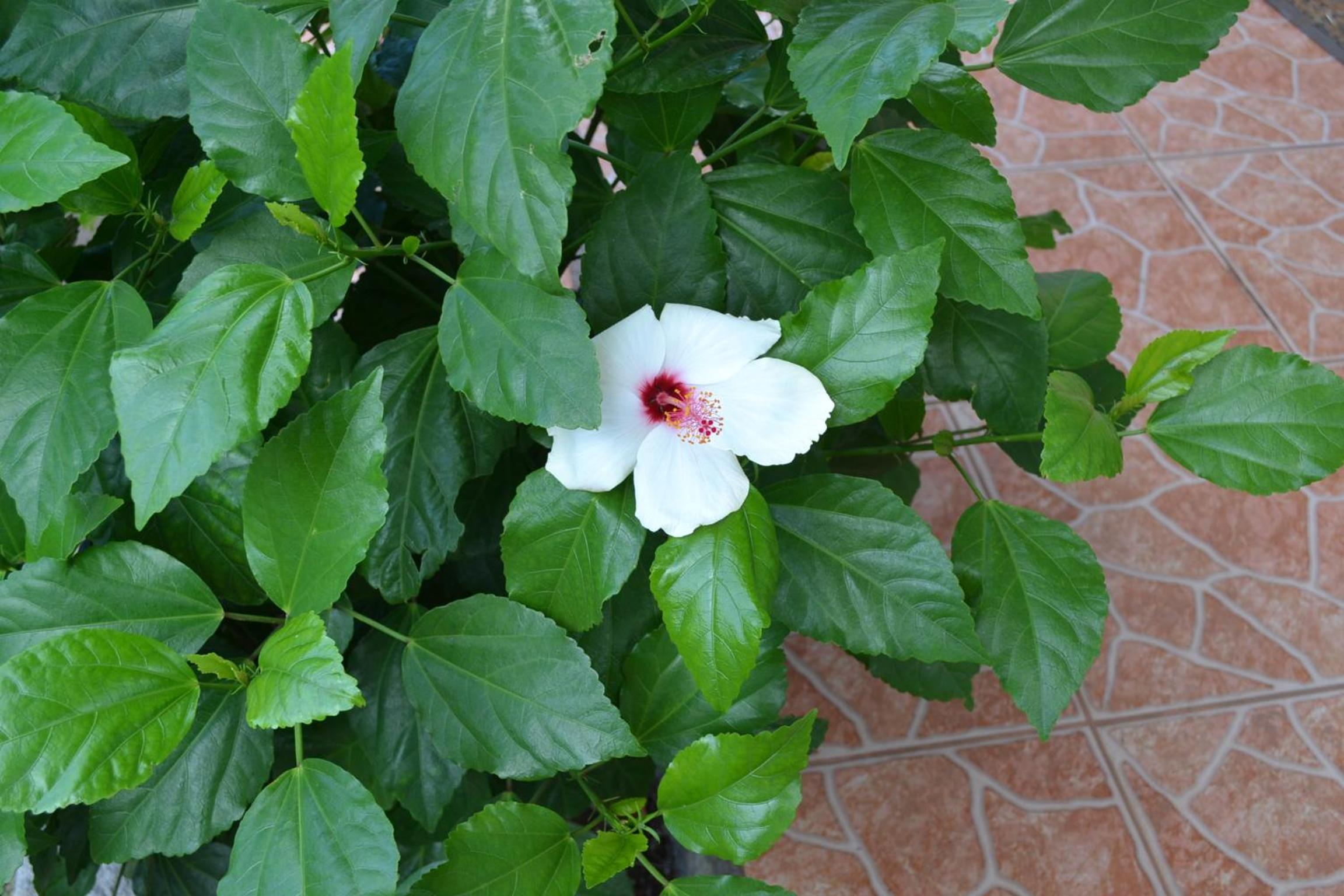 Cabañas Henua Iti