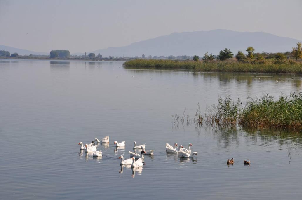 Philoxenia Beach