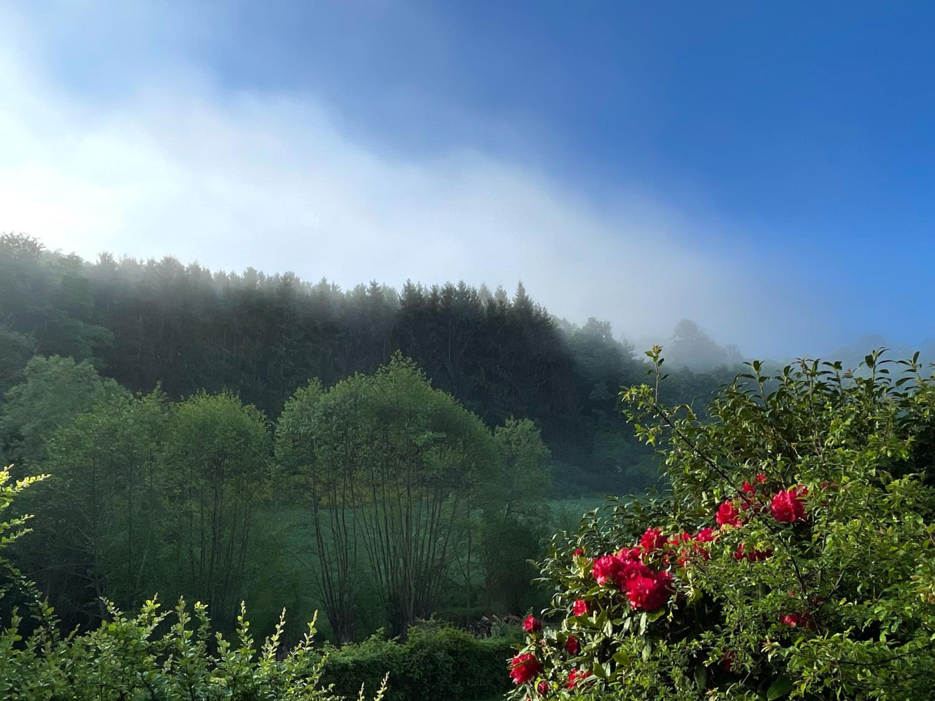 House with a View - Modernes Ferienhaus in der Eifel