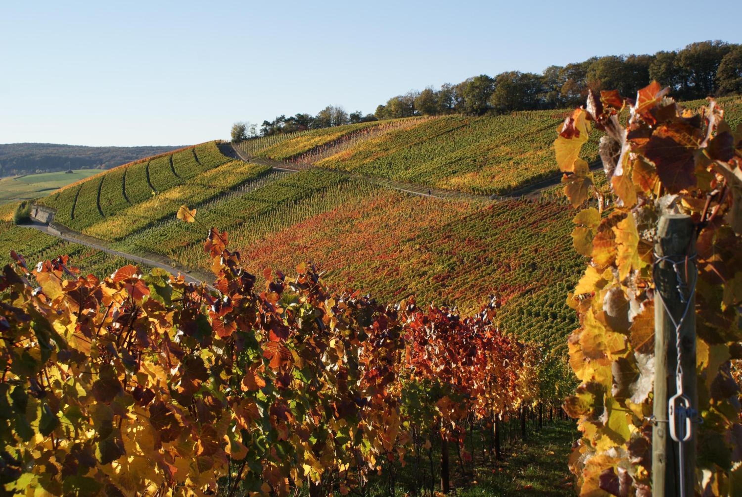 Gästehaus am Weinberg Weingut Lingen