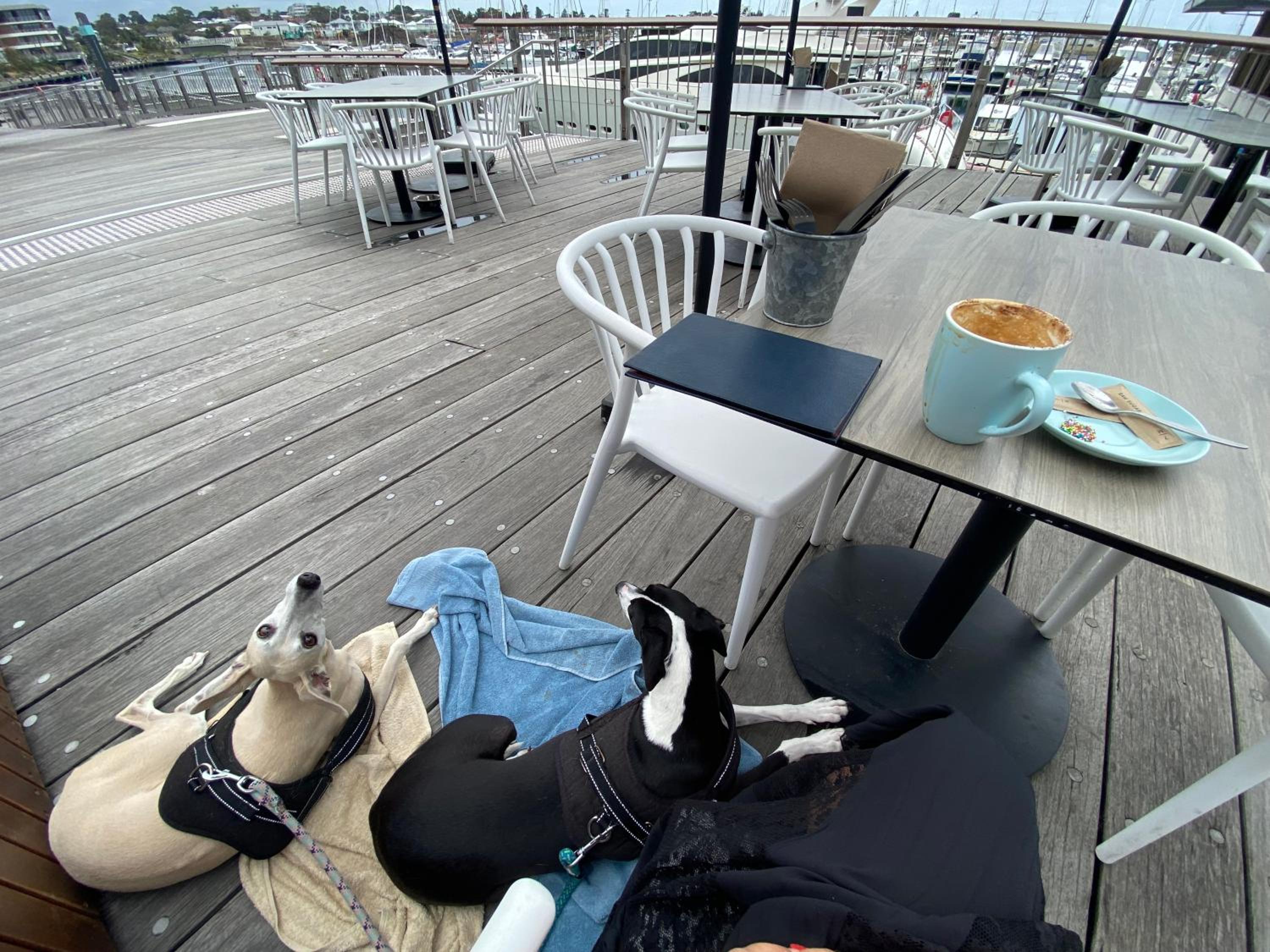 Marina View Comfy Ensuite Room With Private Host and Dogs SOLO Guest Only