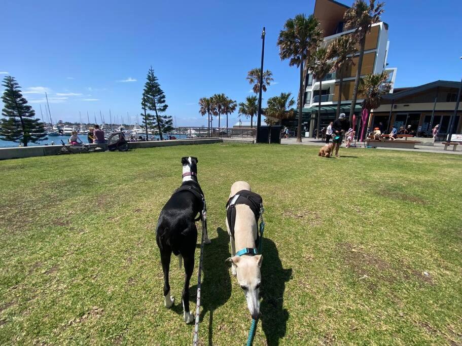 Marina View Comfy Ensuite Room With Private Host and Dogs SOLO Guest Only