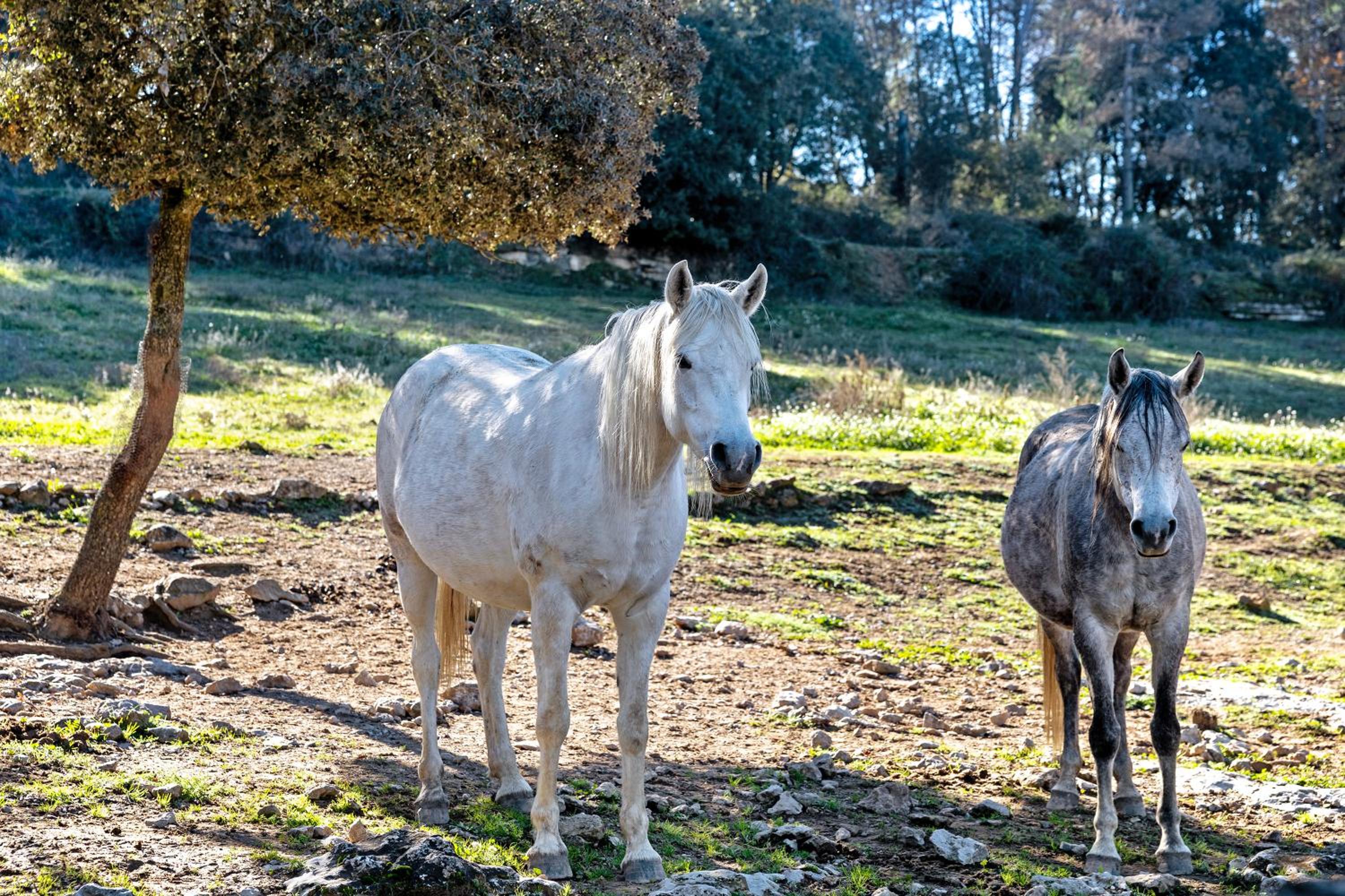 Masia Rural Equus