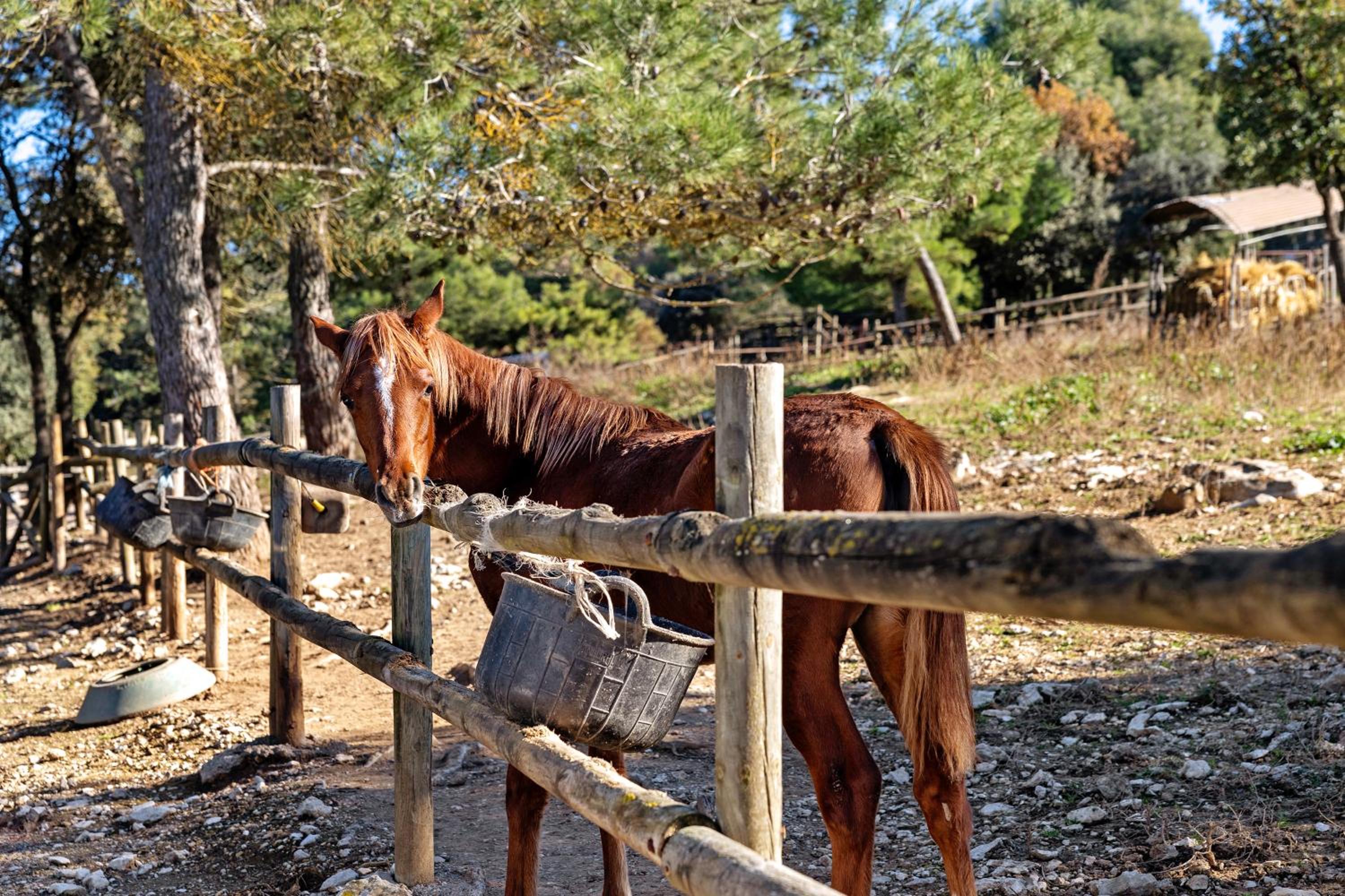 Masia Rural Equus