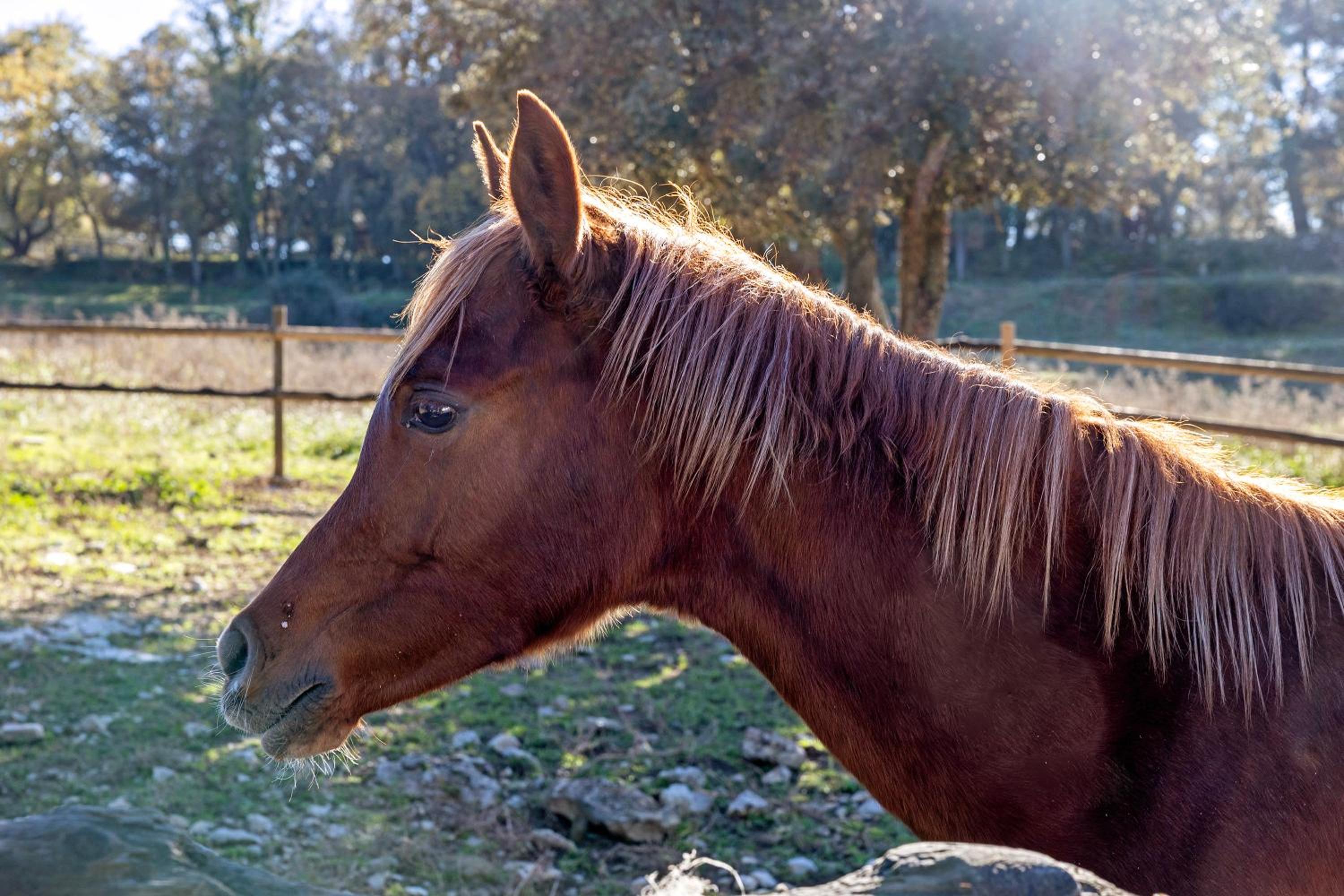 Masia Rural Equus