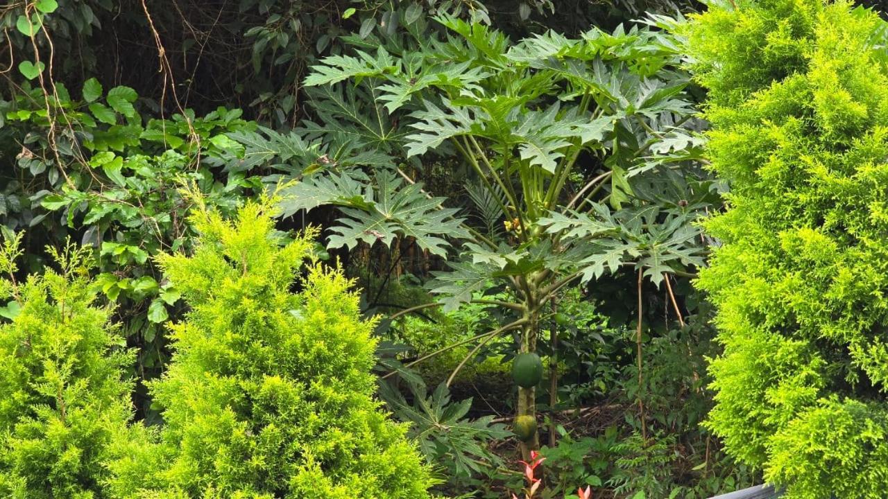 Green Aura