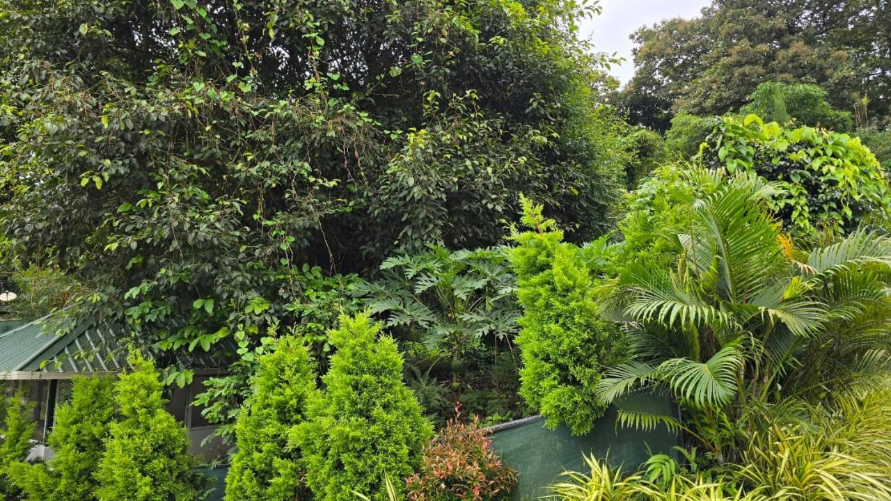 Green Aura