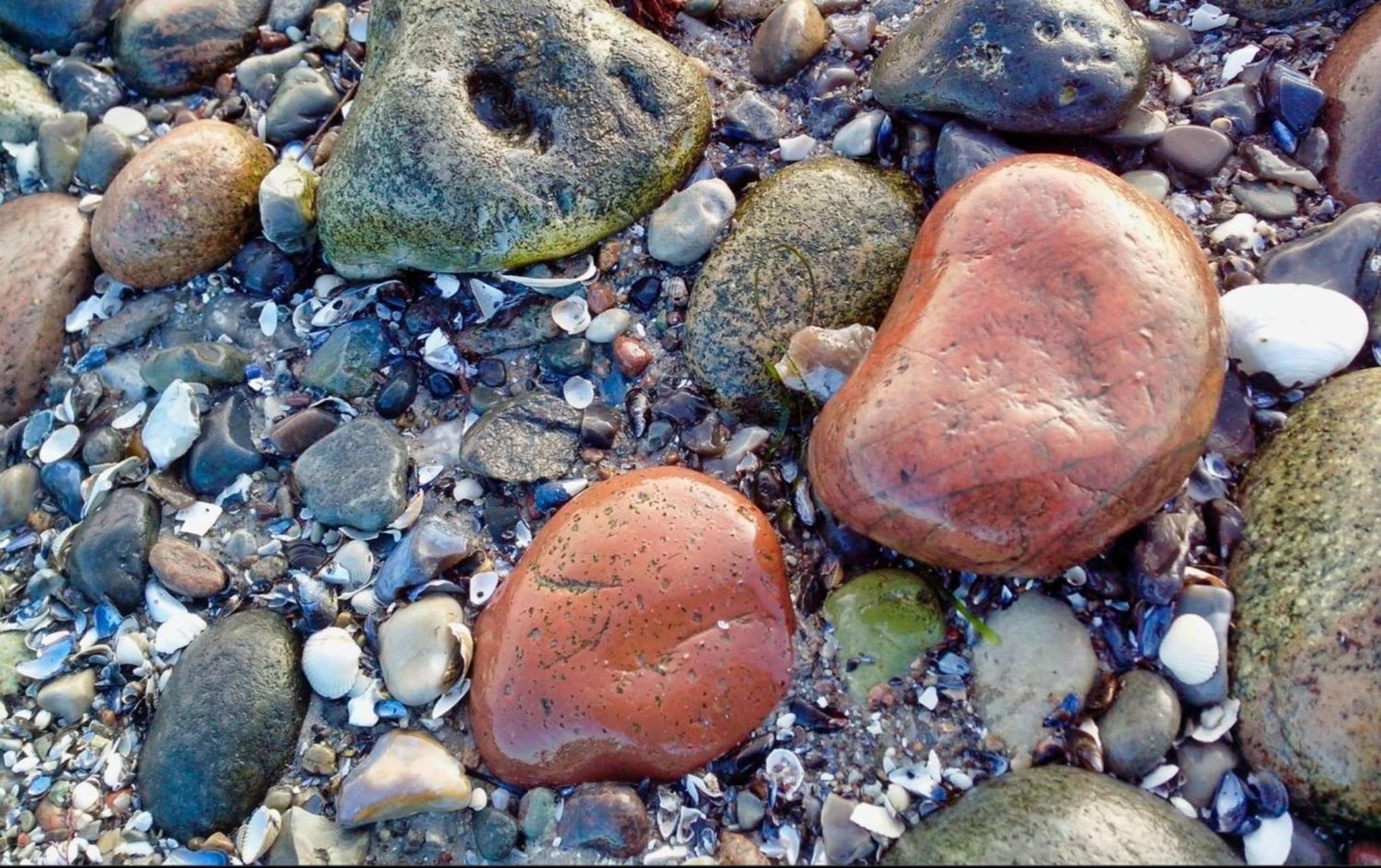 Fewo Zwergseeschwalbe - Ostsee at its best!