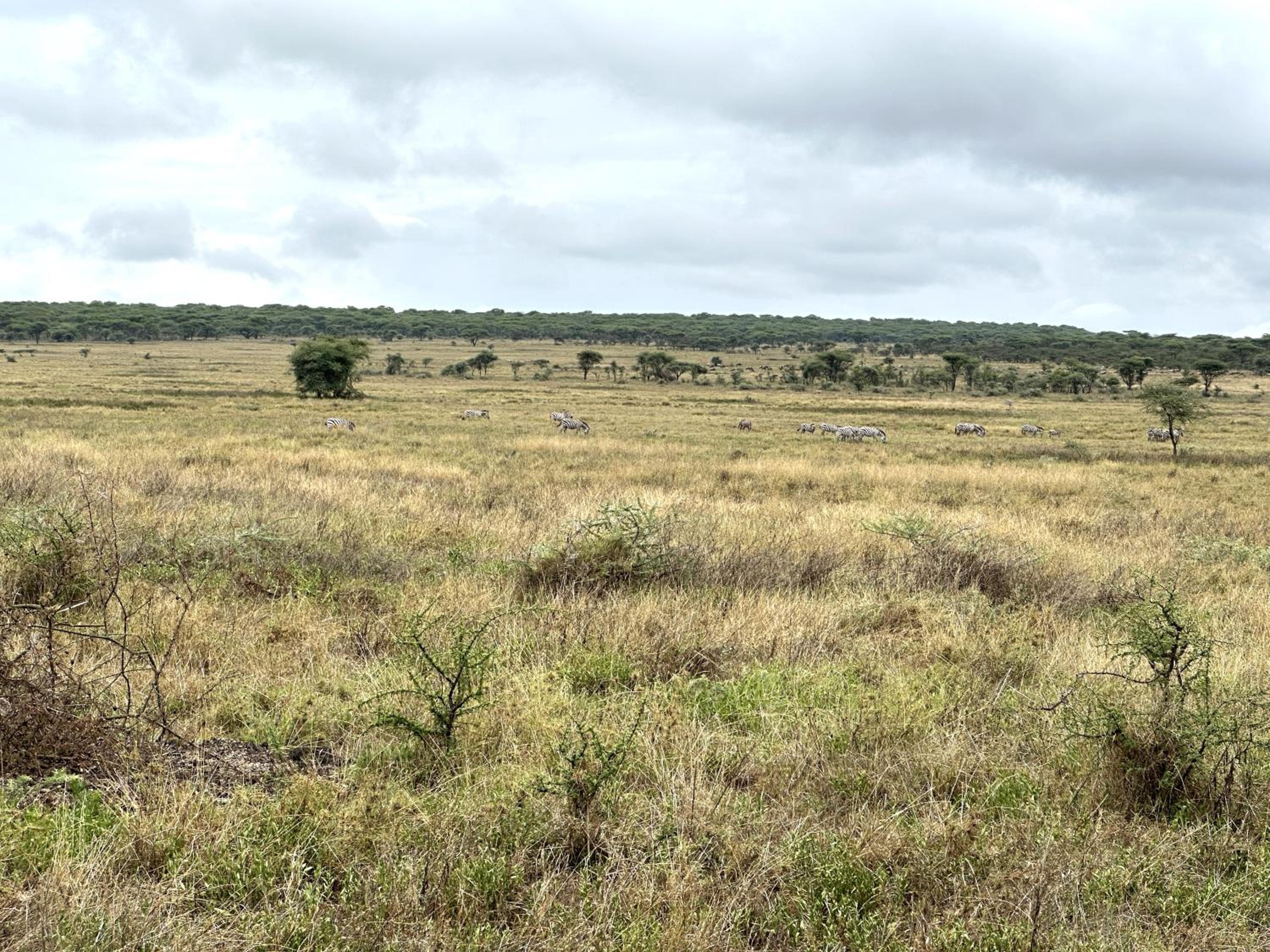 Africa Safari Serengeti Kusini