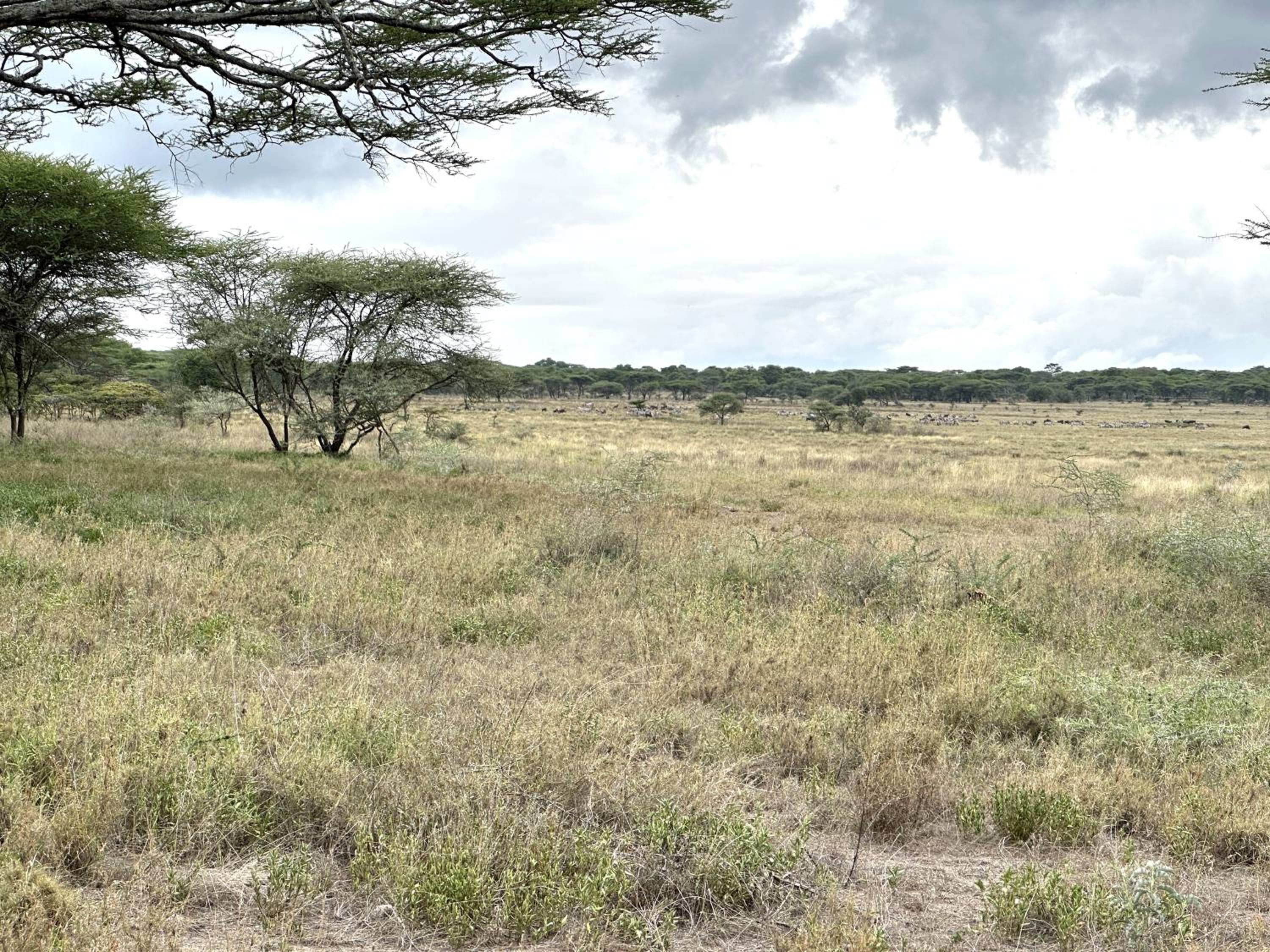 Africa Safari Serengeti Kusini