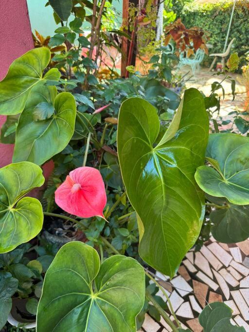Apart El Altillo, loft ambientes abiertos 6 pax en Cataratas pileta compartida