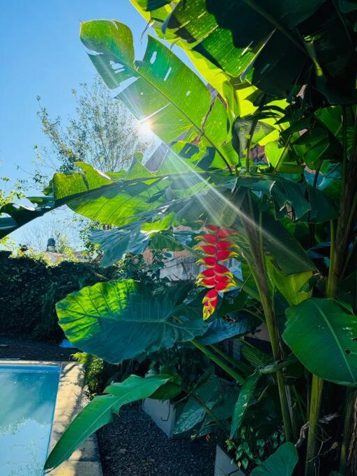 Apart El Altillo, loft ambientes abiertos 6 pax en Cataratas pileta compartida
