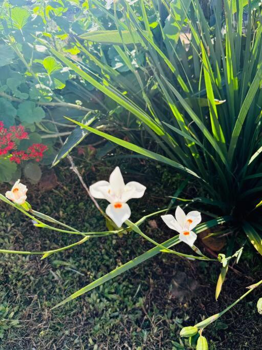 Apart El Altillo, loft ambientes abiertos 6 pax en Cataratas pileta compartida