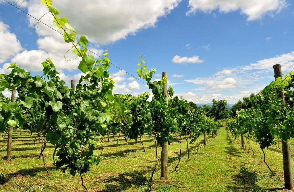 Finca Cielo Verde