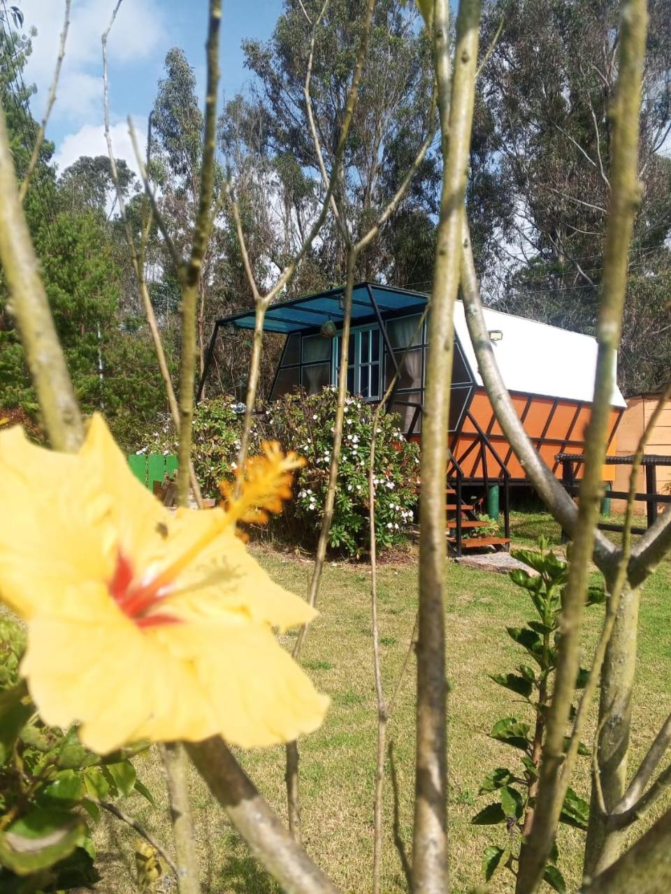 Glamping Mafer 1 Hexagonal
