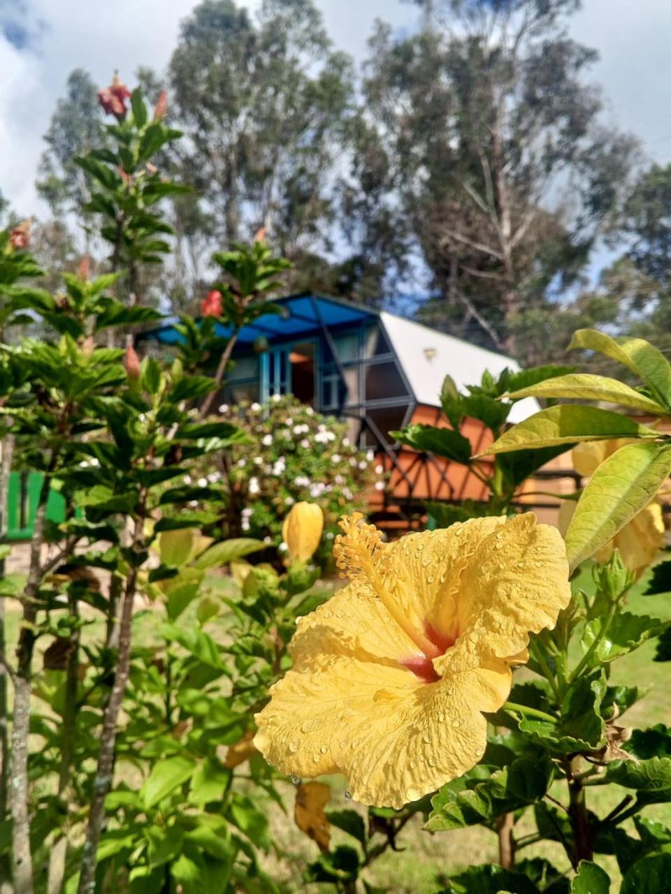 Glamping Mafer 1 Hexagonal