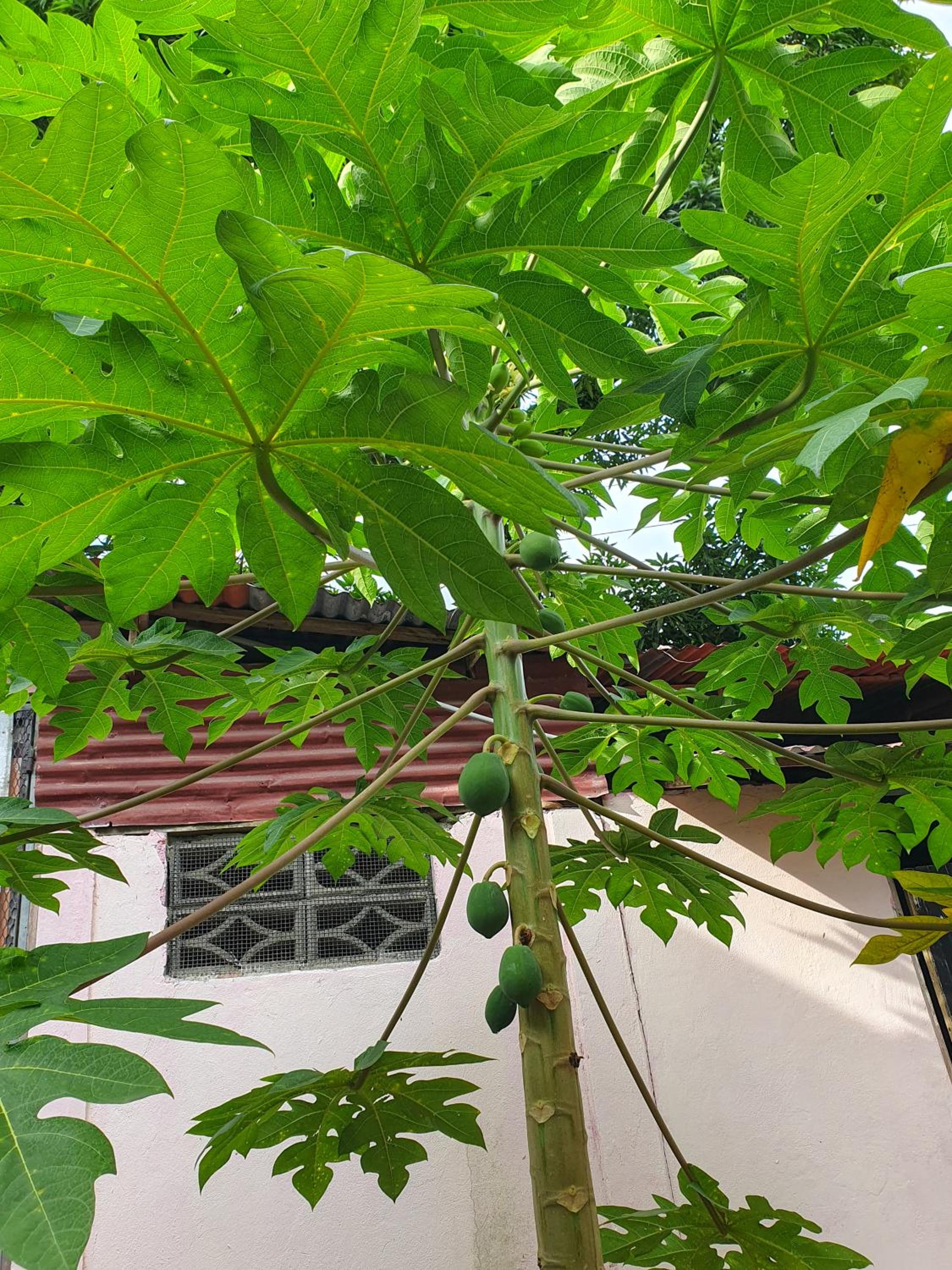Casa Klub Limón