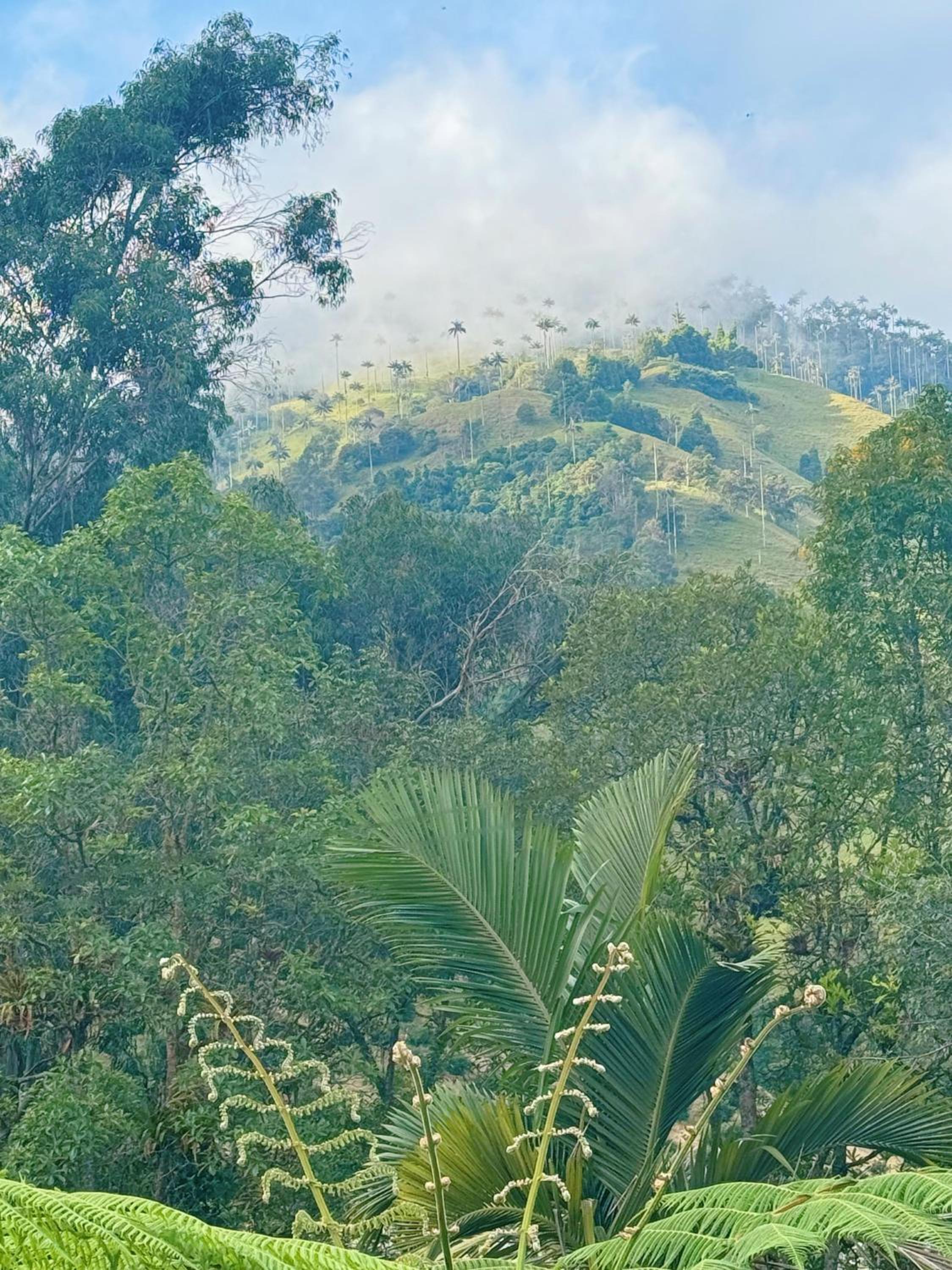Villacaima - La Martina
