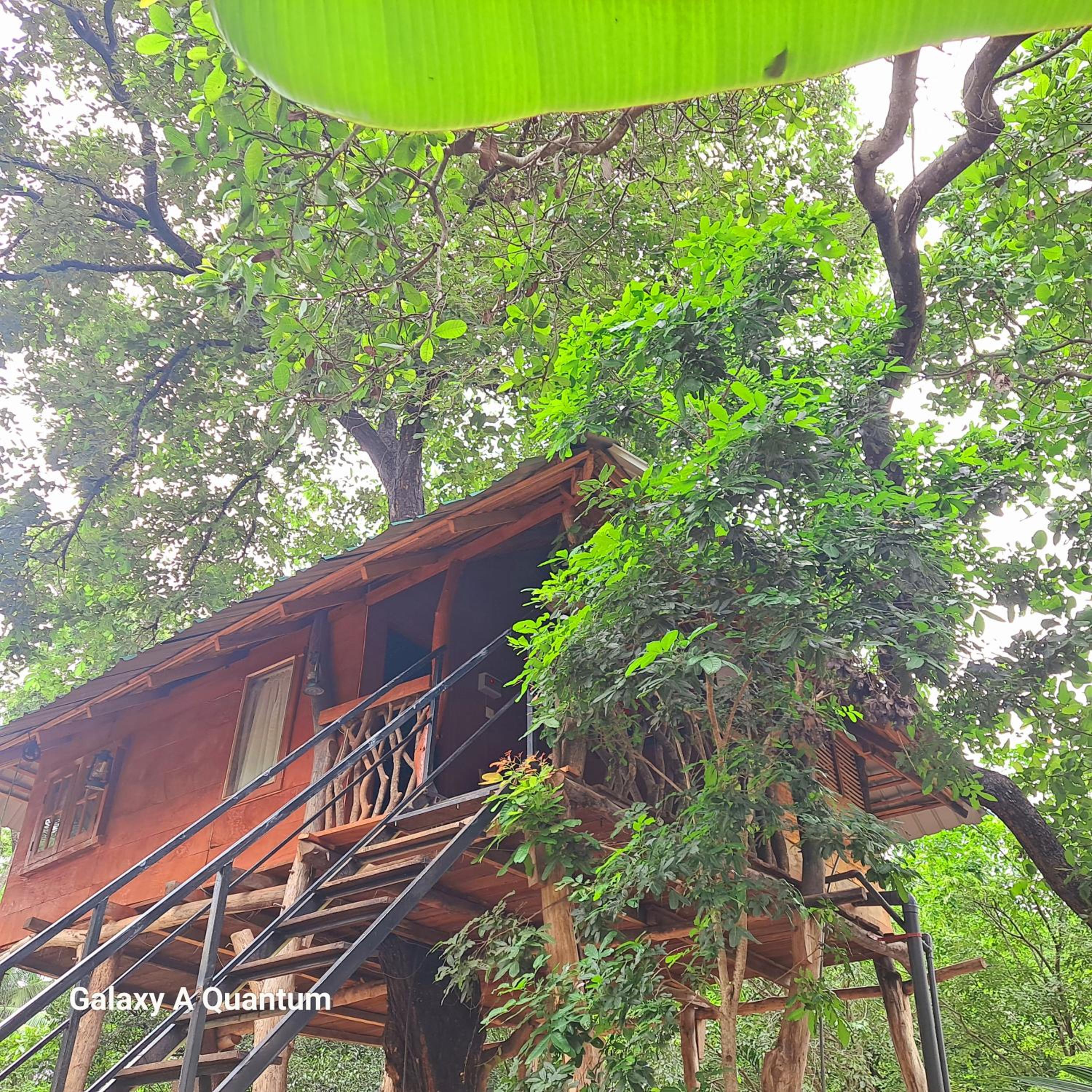 Green leaf Tree house view 4