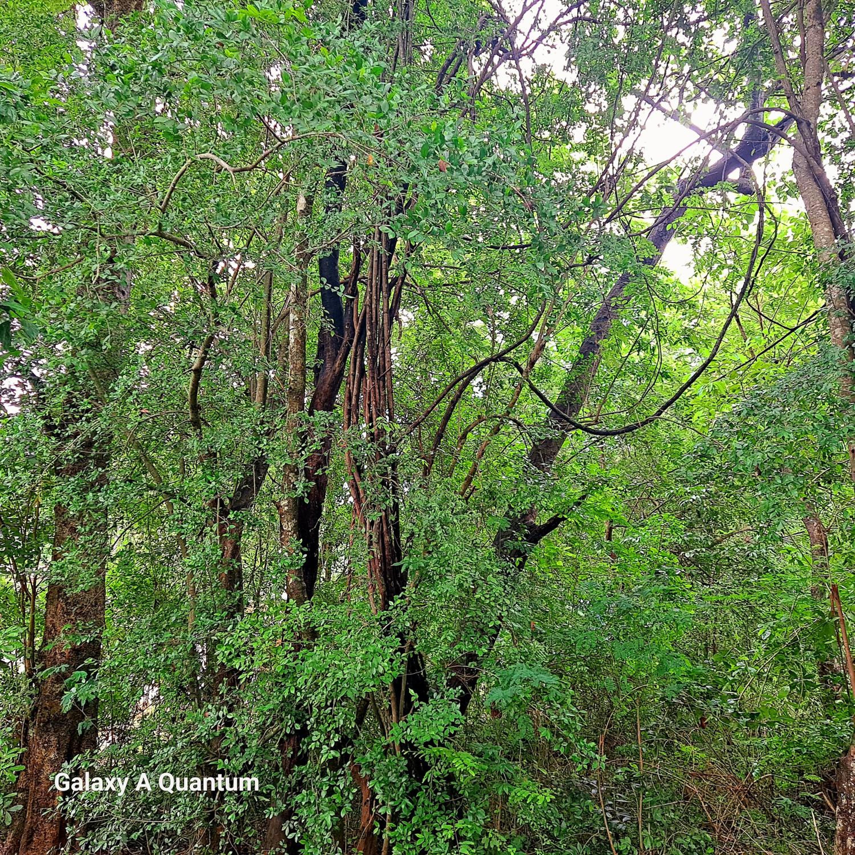 Green leaf Tree house view 3